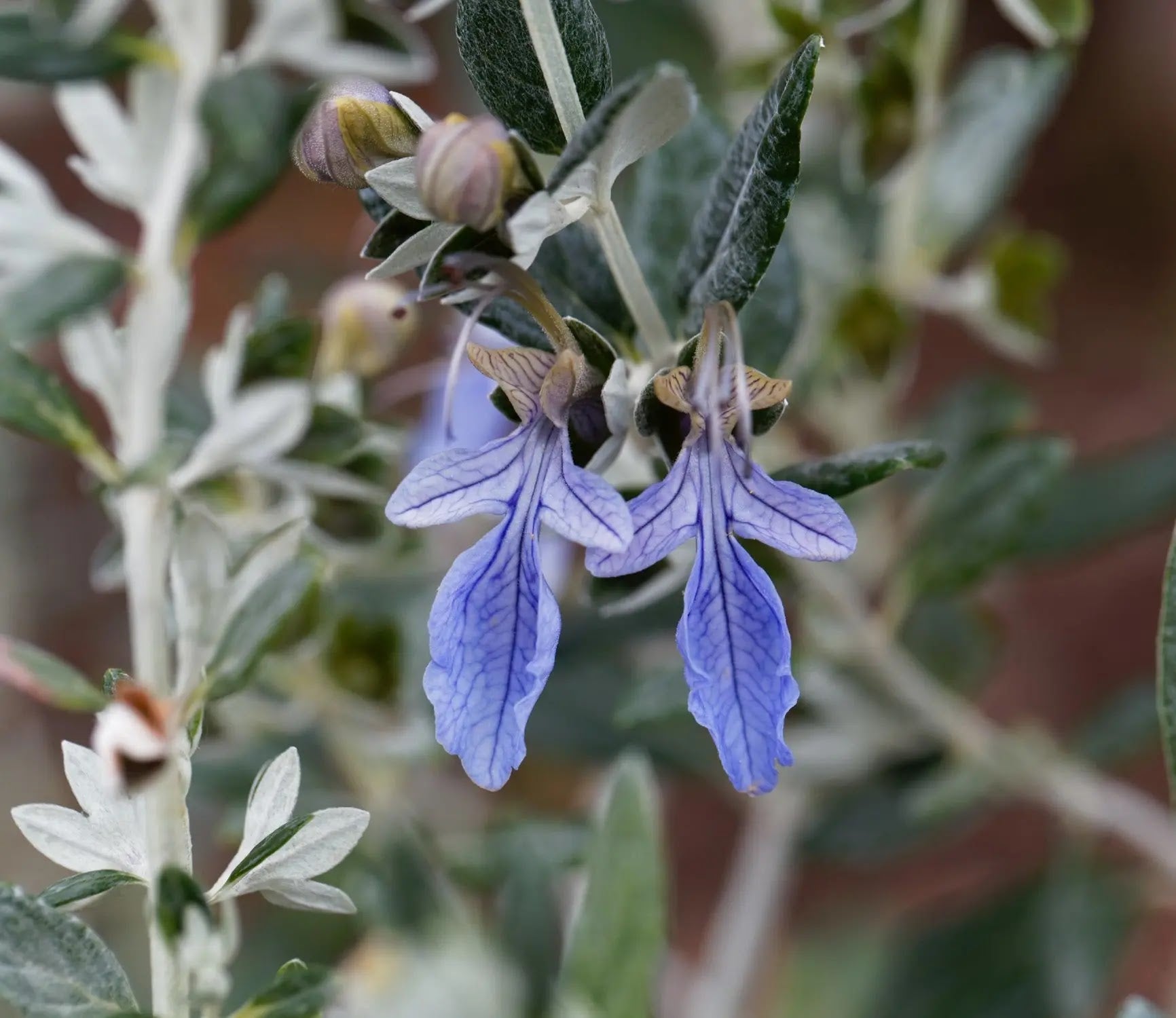 Dettaglio foglie argentate vellutate e fiori azzurri di Teucrium fruticans