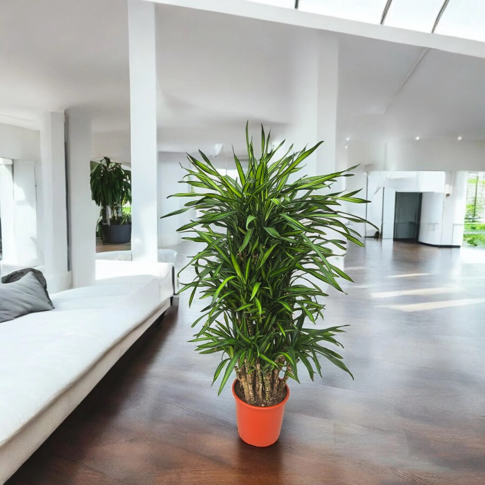 Dracaena fragrans 'Riki'