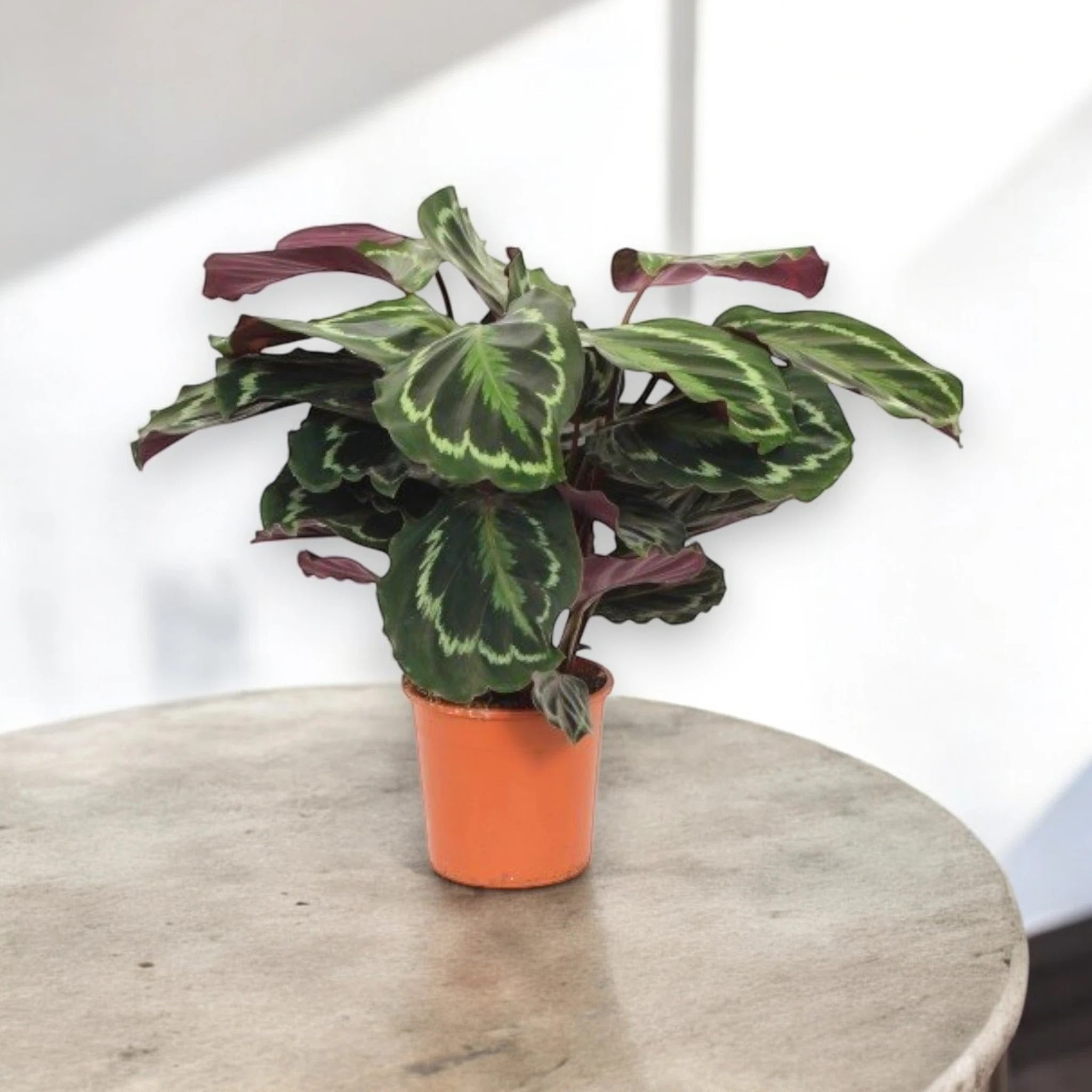 Calathea 'Medallion'