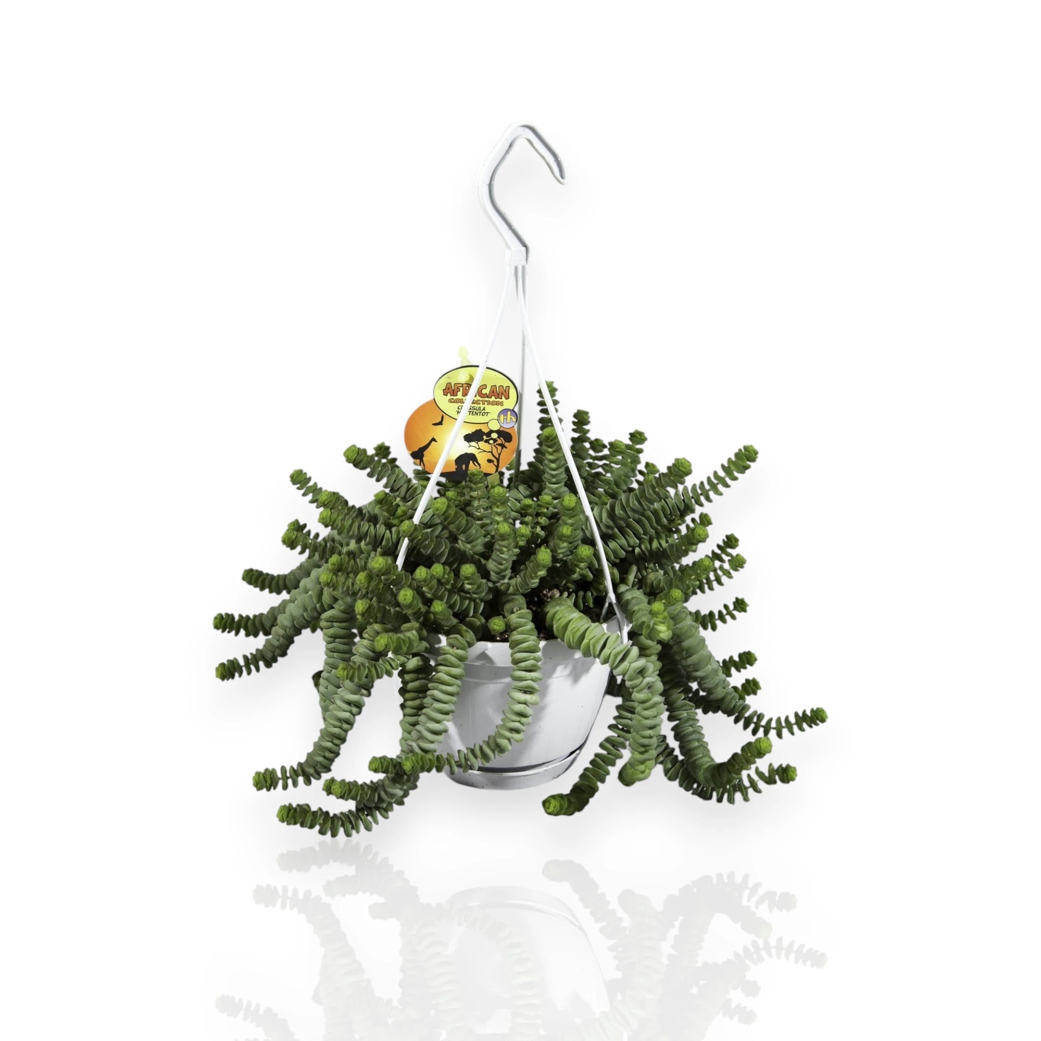 Crassula marnieriana in vaso, succulenta compatta con rosette di foglie carnose verdi e bordi rossastri