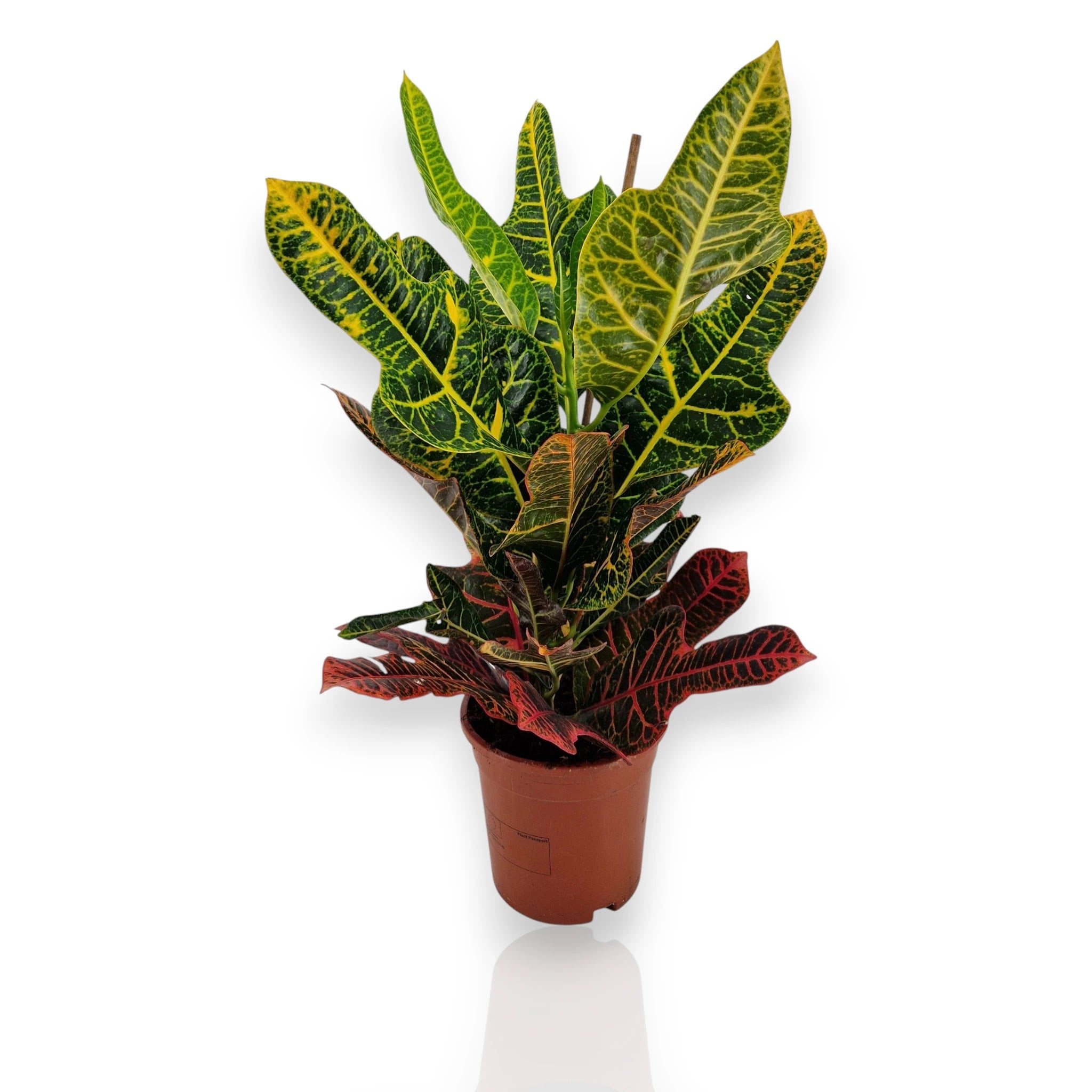 Codiaeum variegatum Excellent con foglie multicolori rosse gialle e verdi in vaso da interno