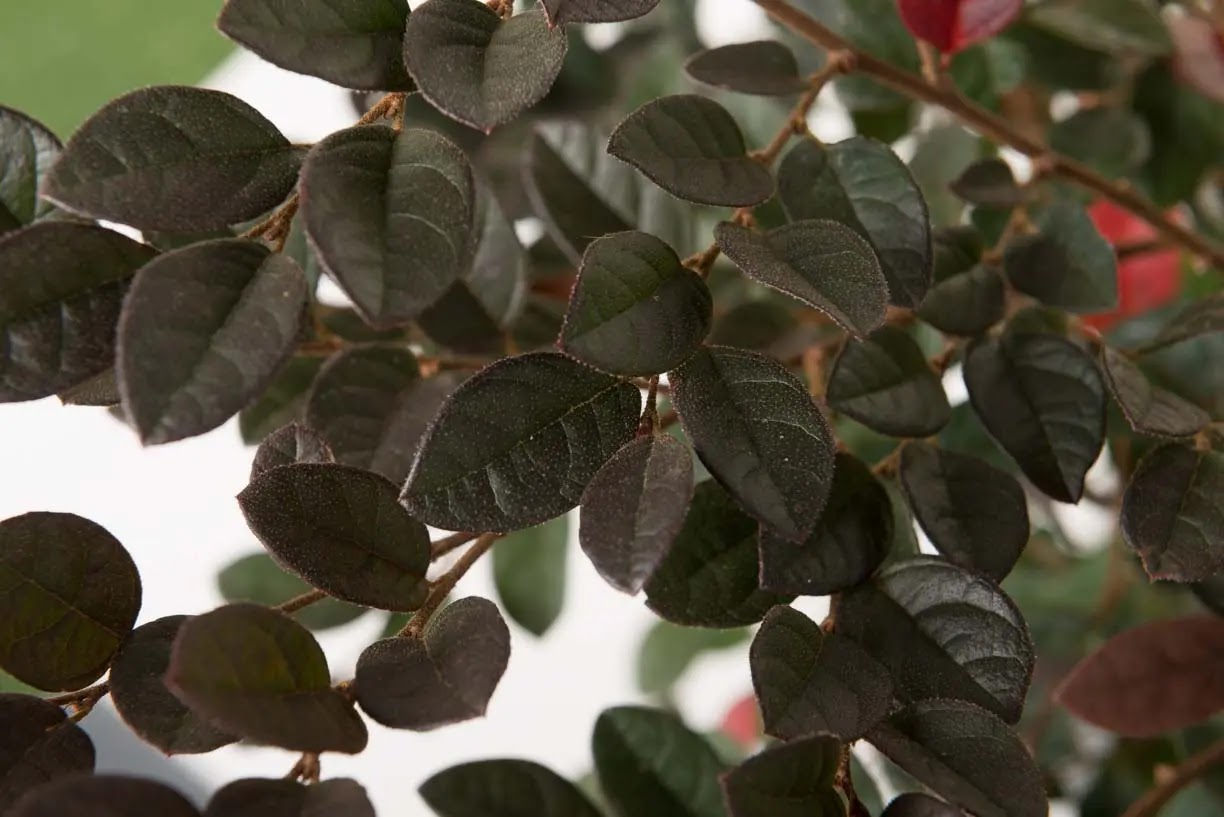 Loropetalum chinense Red Blush, arbusto compatto con foglie viola-porpora in giardino