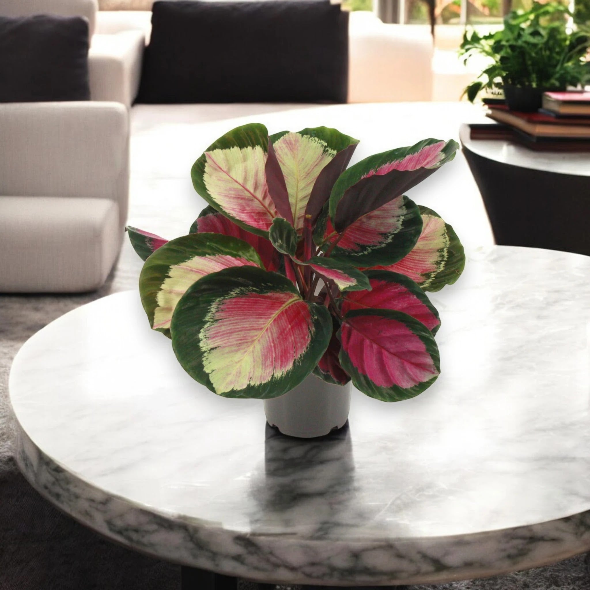 Calathea roseopicta 'Rosy'