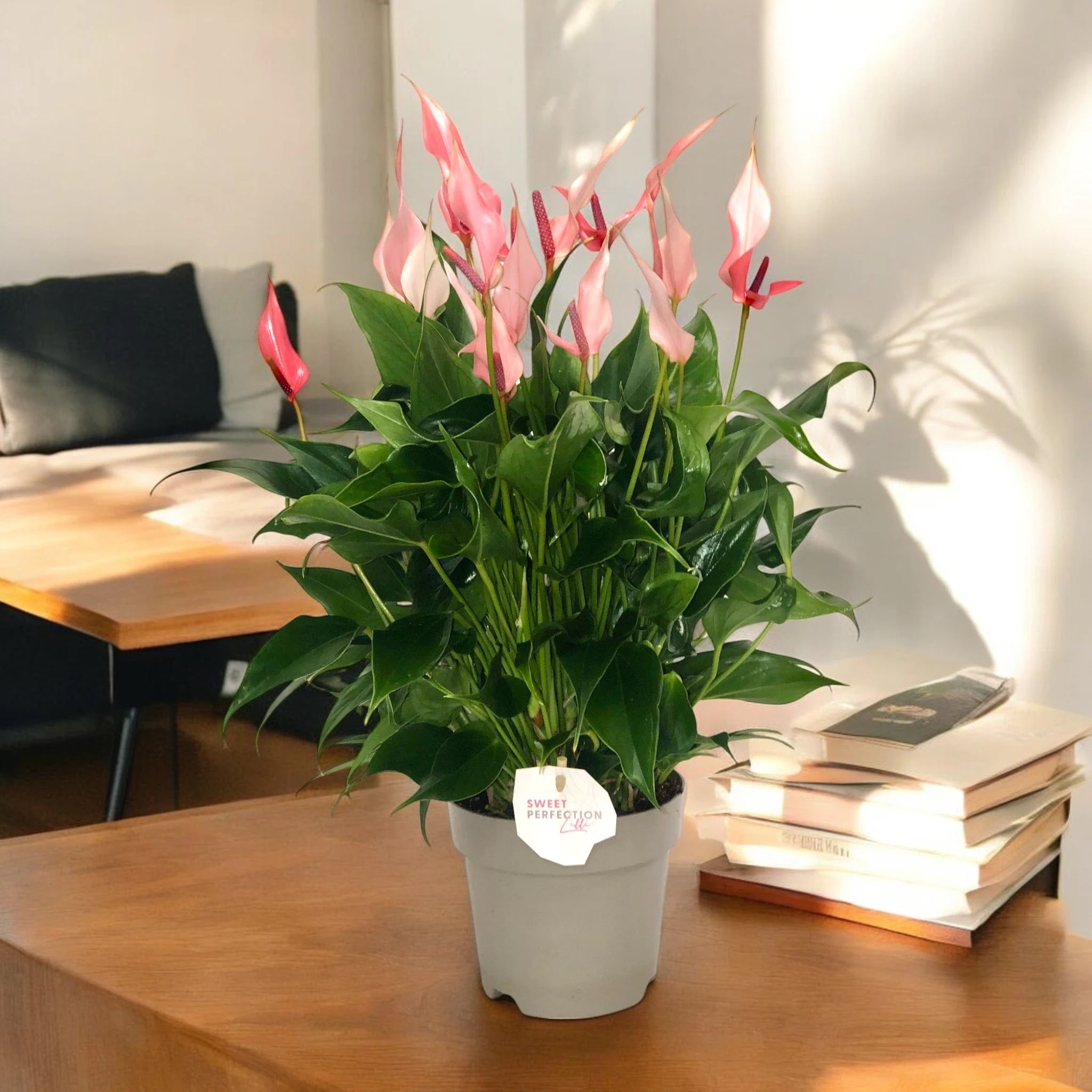 Dettaglio della spata rosa delicata di Anthurium 'Lilli' con spadice giallo centrale