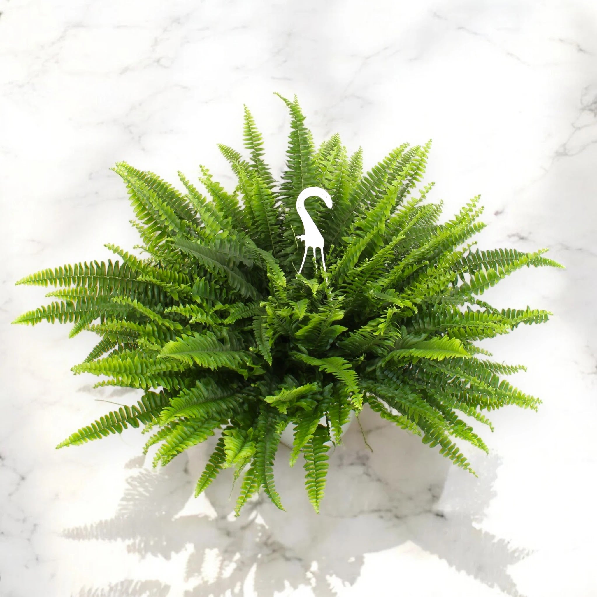 Nephrolepis exaltata 'Sonata'
