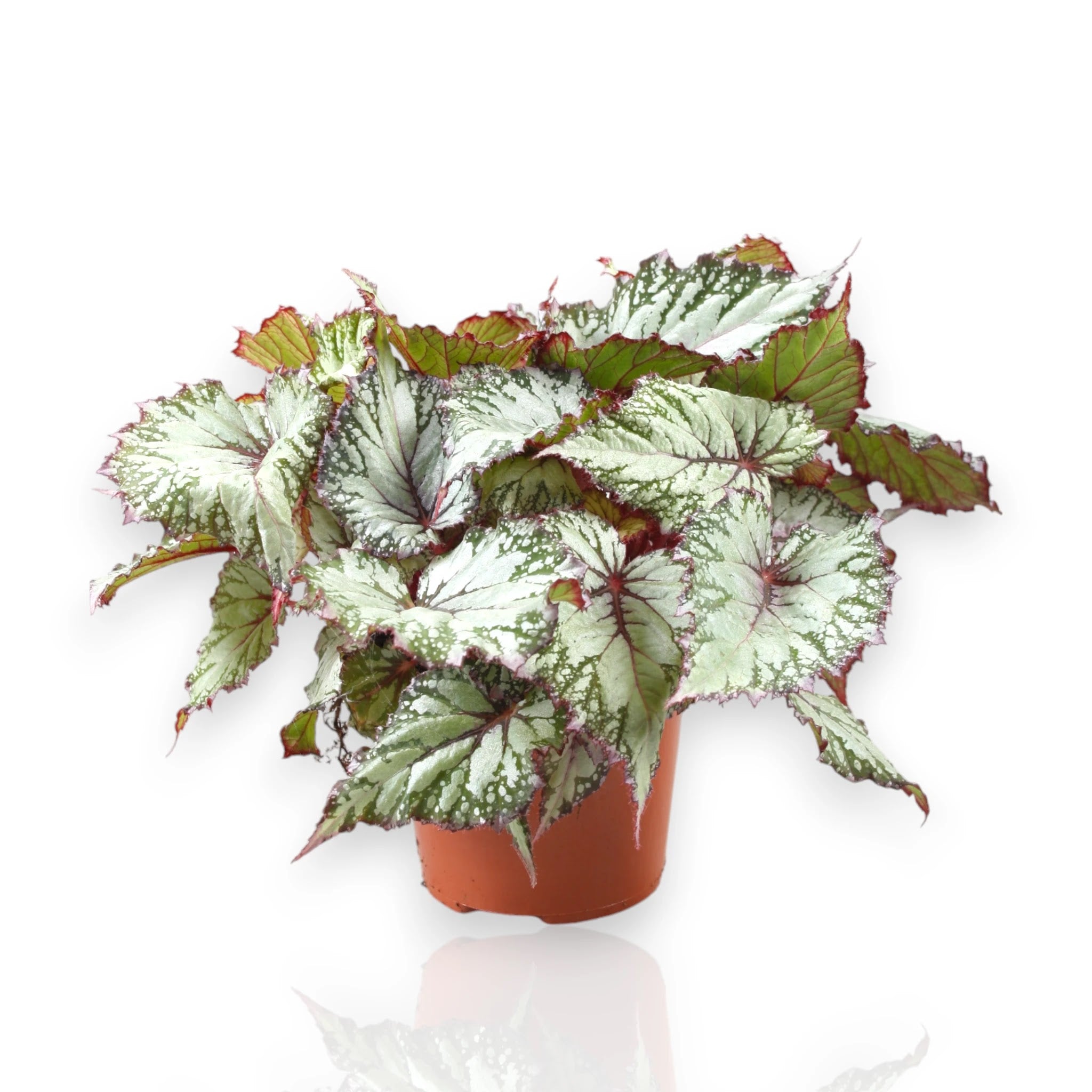 Begonia rex Asian tundra in vaso con foglie decorative dai colori metallici argentati e bordeaux