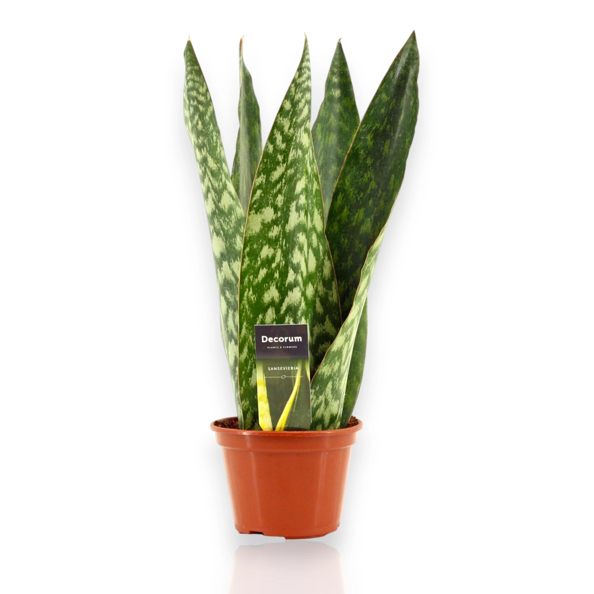 Sansevieria jamaiquina Queen in vaso, pianta succulenta da interno con foglie carnose verde scuro