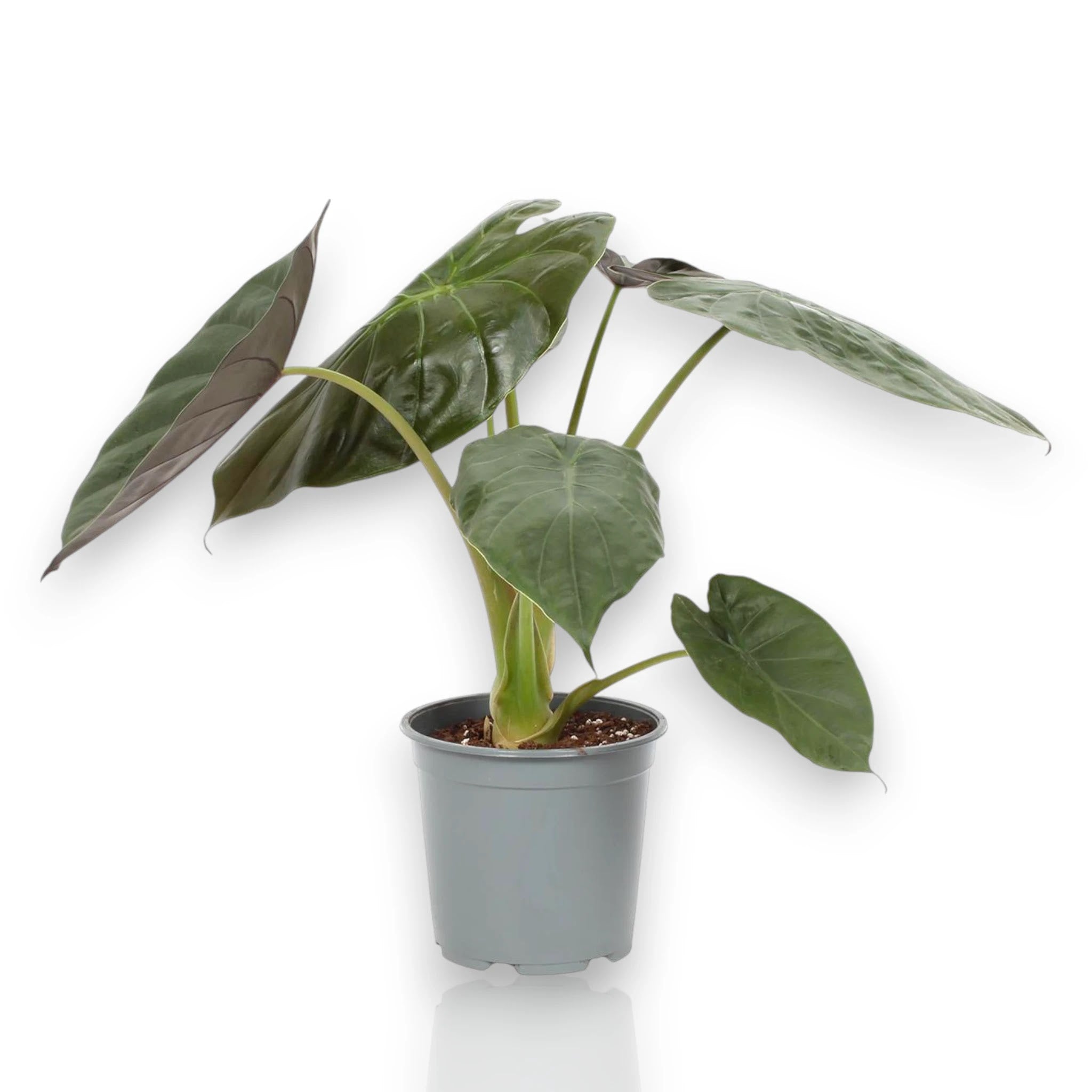 Alocasia Wentii in vaso, pianta da interno con foglie verde scuro e nervature pronunciate