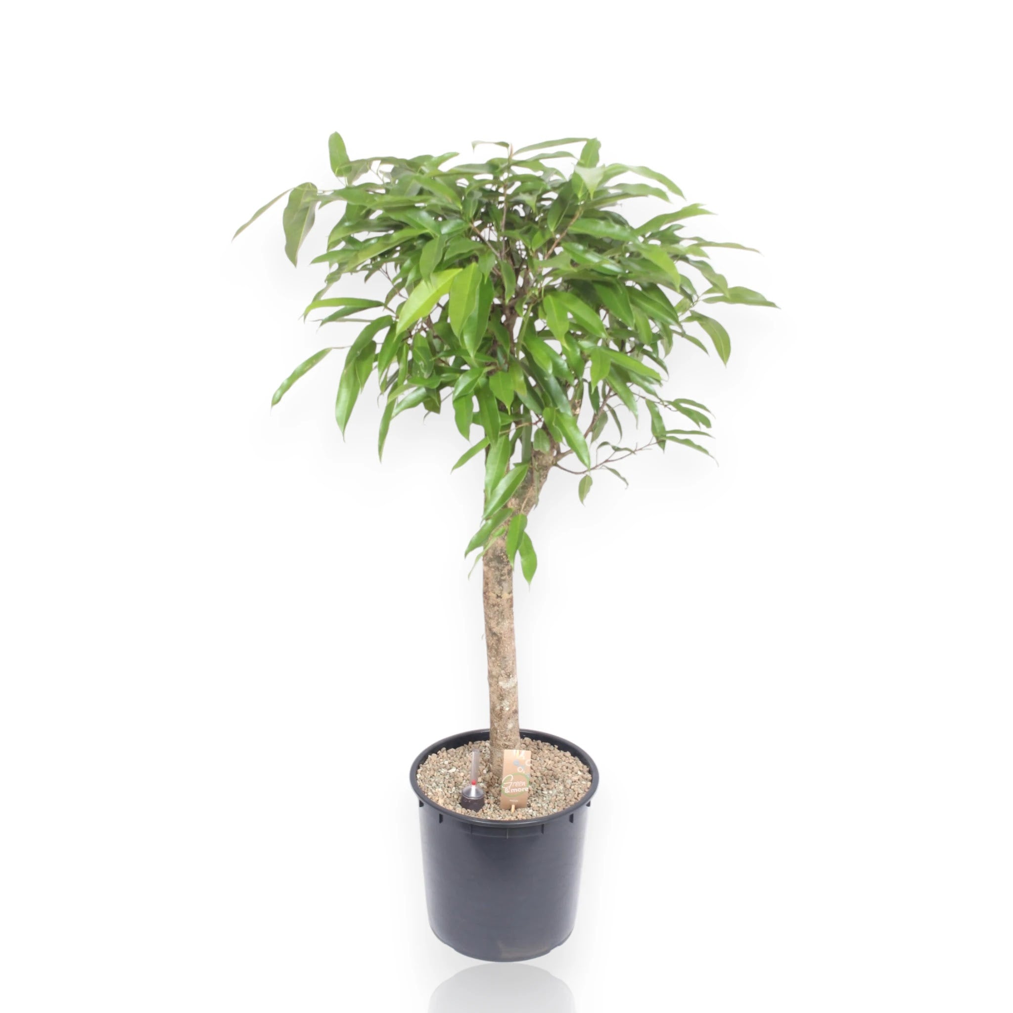 Ficus binnendijkii Amstel King in vaso, pianta da interno con foglie allungate verde brillante
