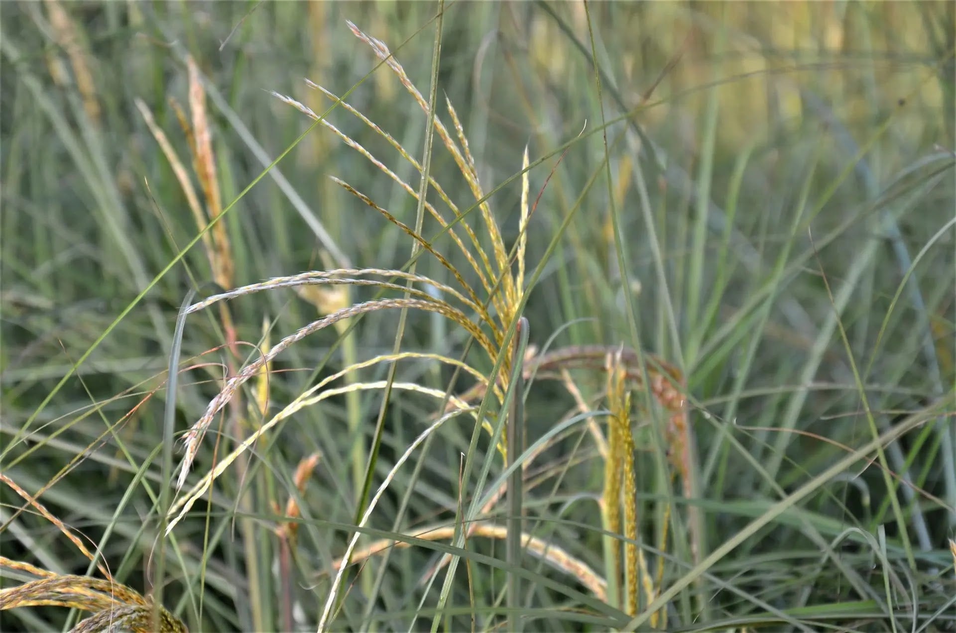 Miscanthus sinensis Graziella con cespo compatto e infiorescenze argentee in giardino naturalistico