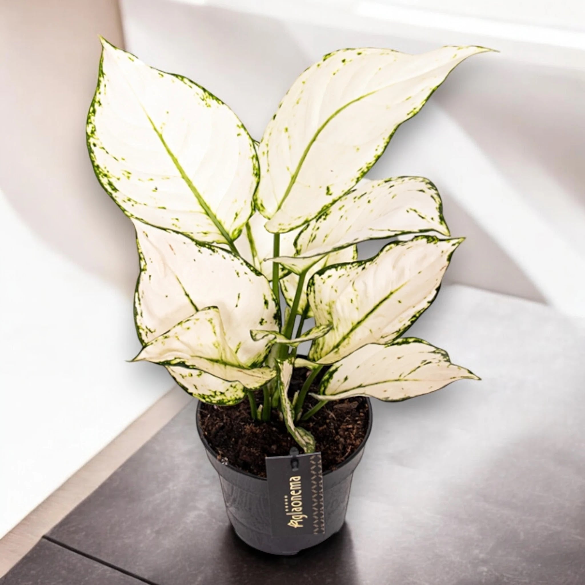 Aglaonema White Joy in vaso, pianta da interno con foglie verdi e variegature bianche