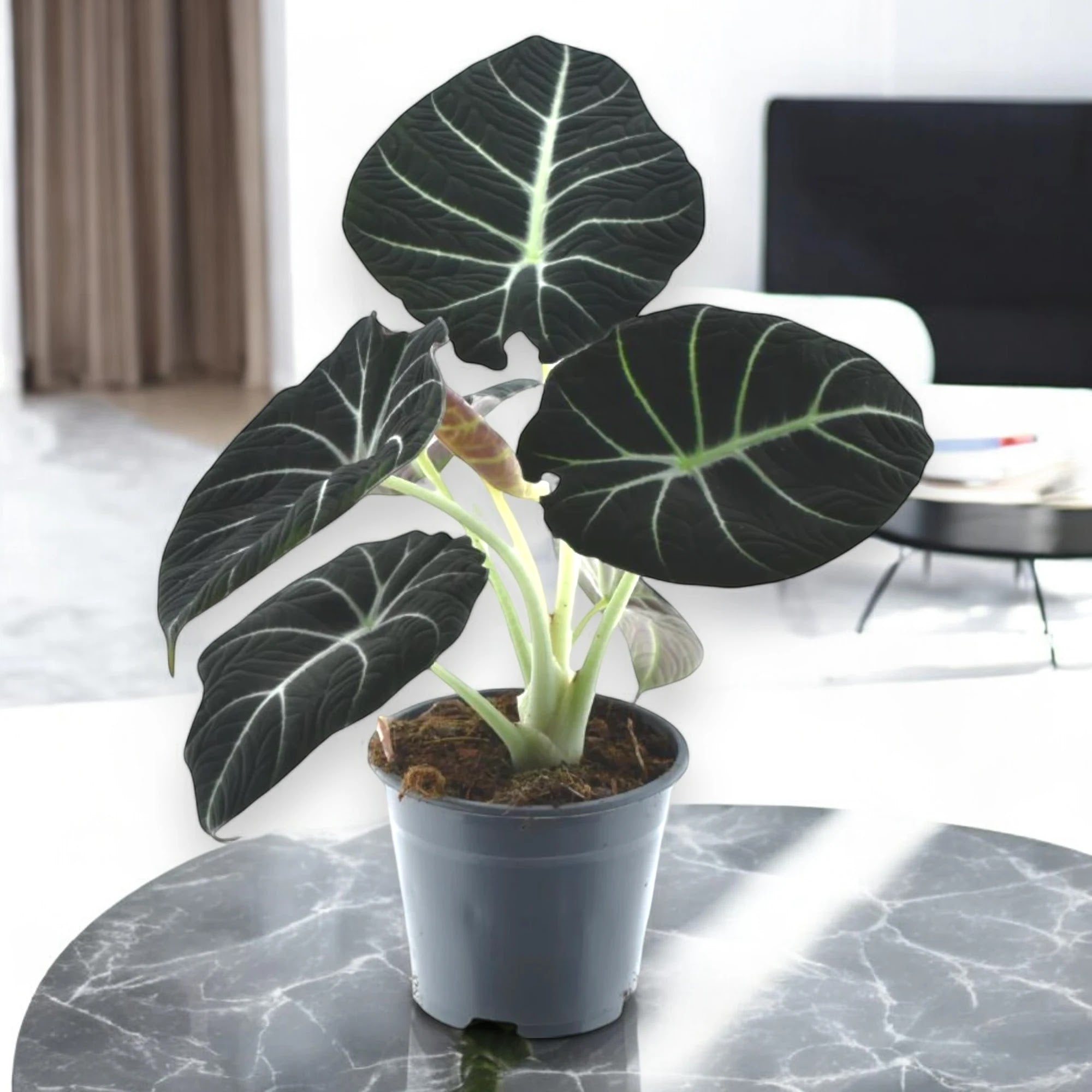 Alocasia 'Black velvet'