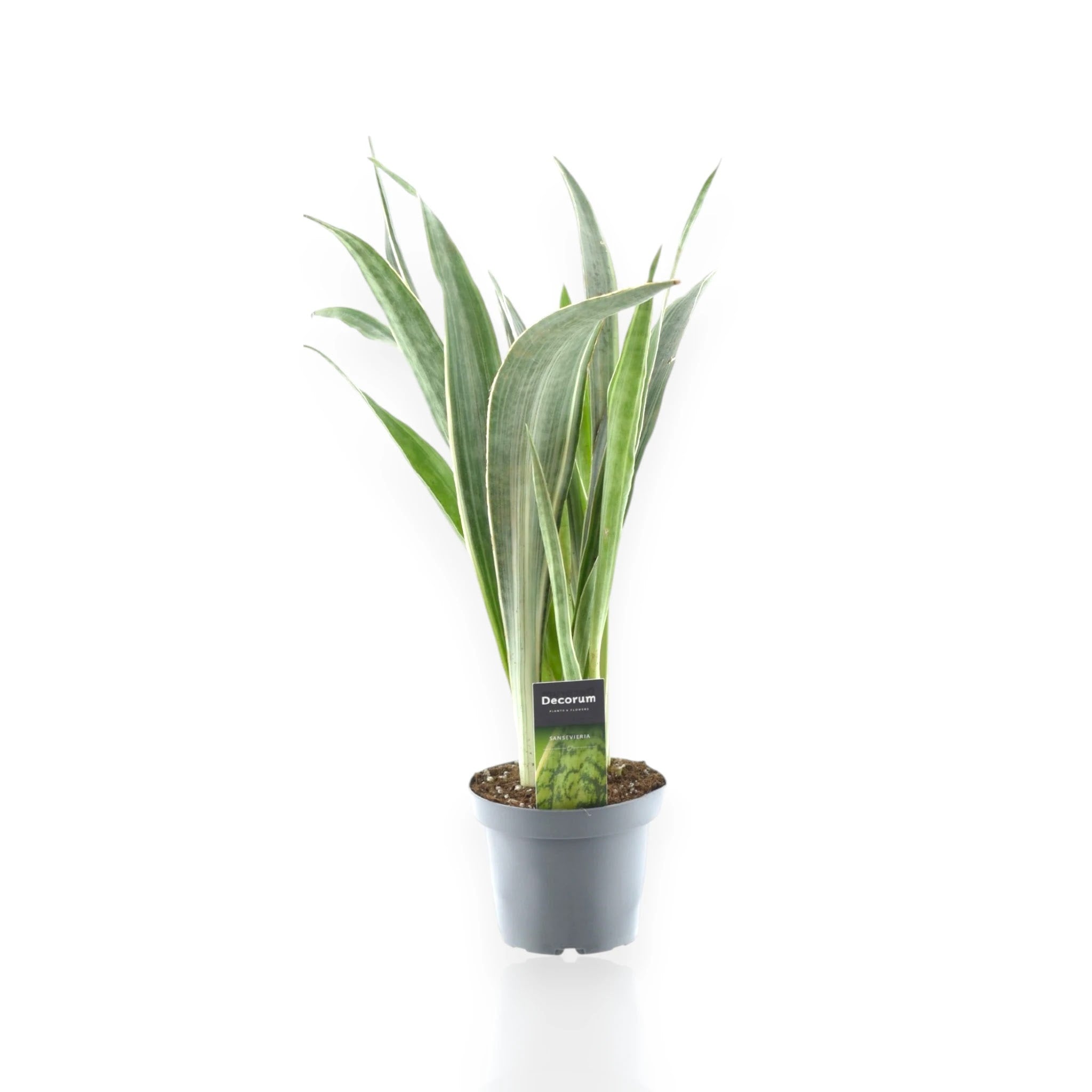 Sansevieria trifasciata Metallica in vaso, foglie verdi con riflessi argentati metallici
