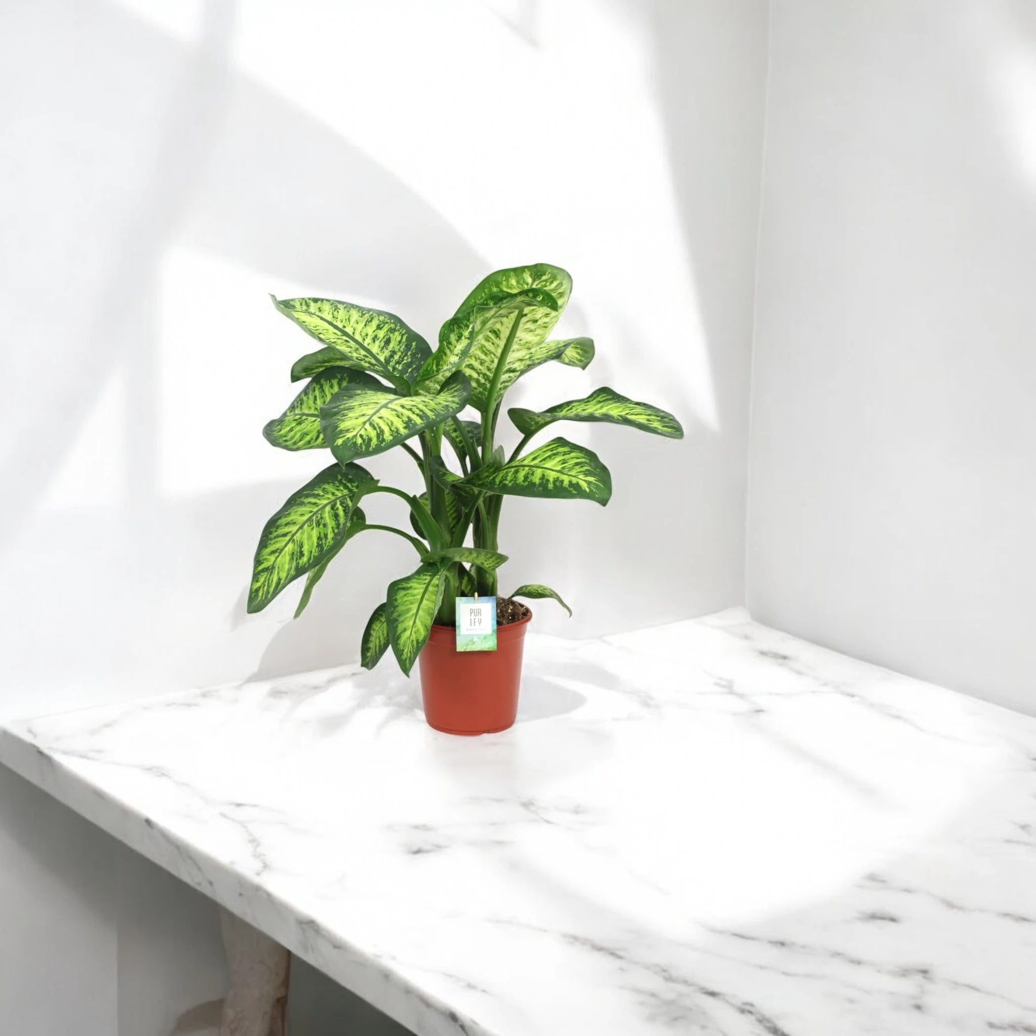 Dieffenbachia seguine 'Lemon tropic'