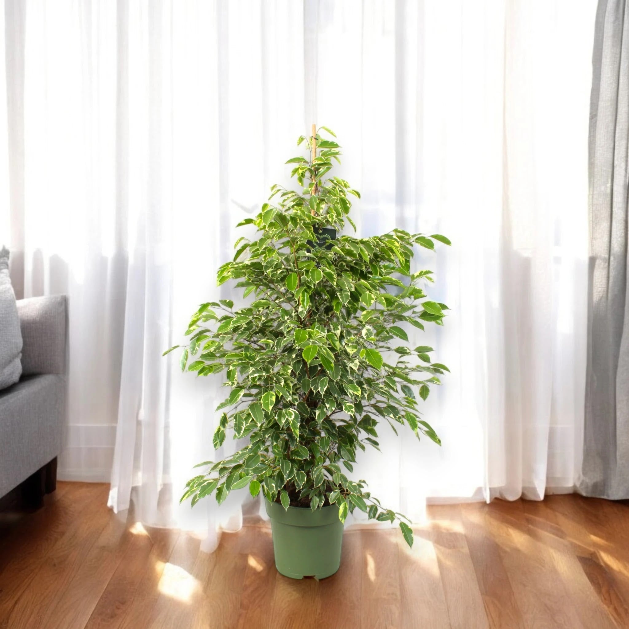Dettaglio foglie variegate del Ficus benjamina Golden King con bordi dorati caratteristici