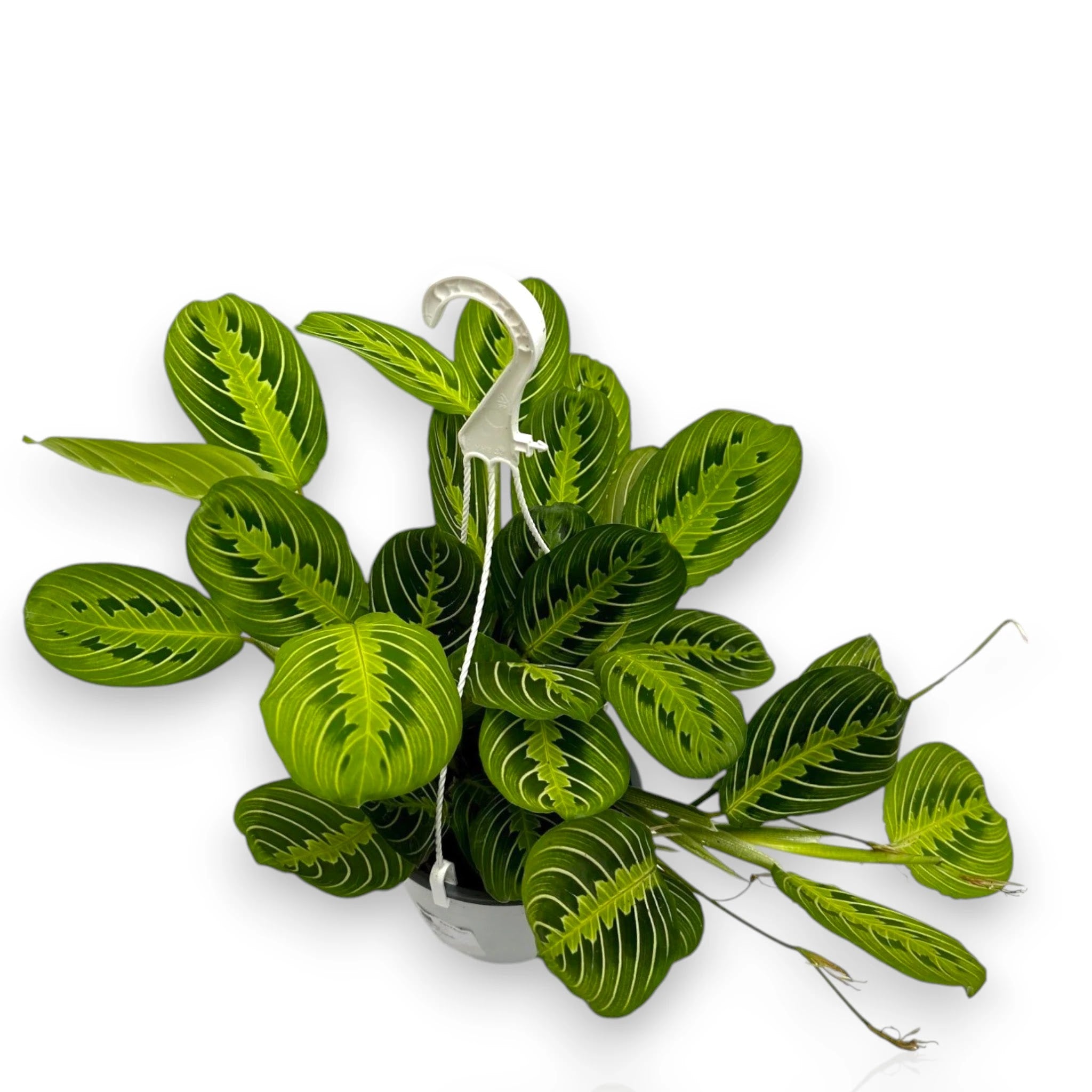 Dettaglio foglia Maranta Lemon Lime con nervature rosse su verde lime brillante