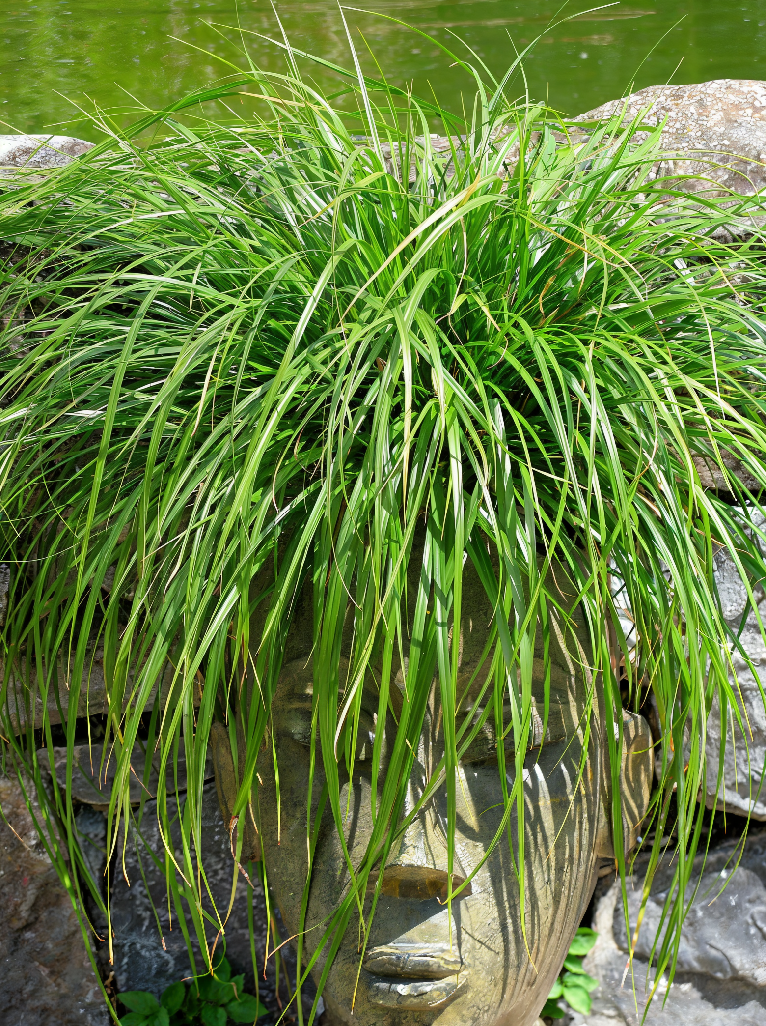 Carex oshimensis Evergreen con portamento ricadente a fontana e foglie verde brillante in giardino