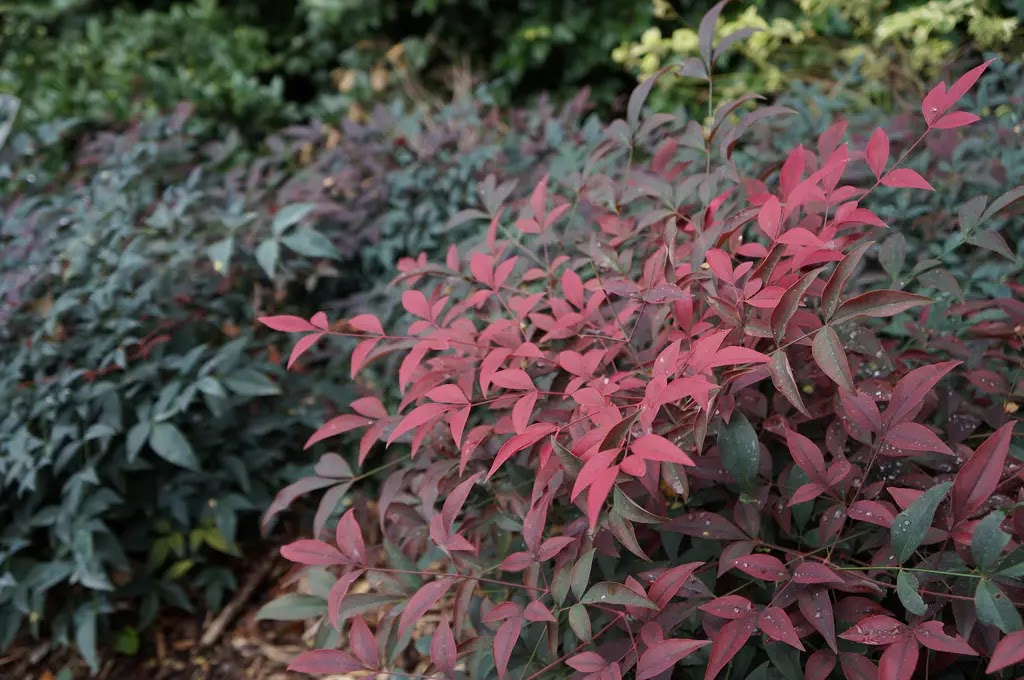 Nandina domestica Flirt, arbusto sempreverde compatto con fogliame rosso-verde in giardino