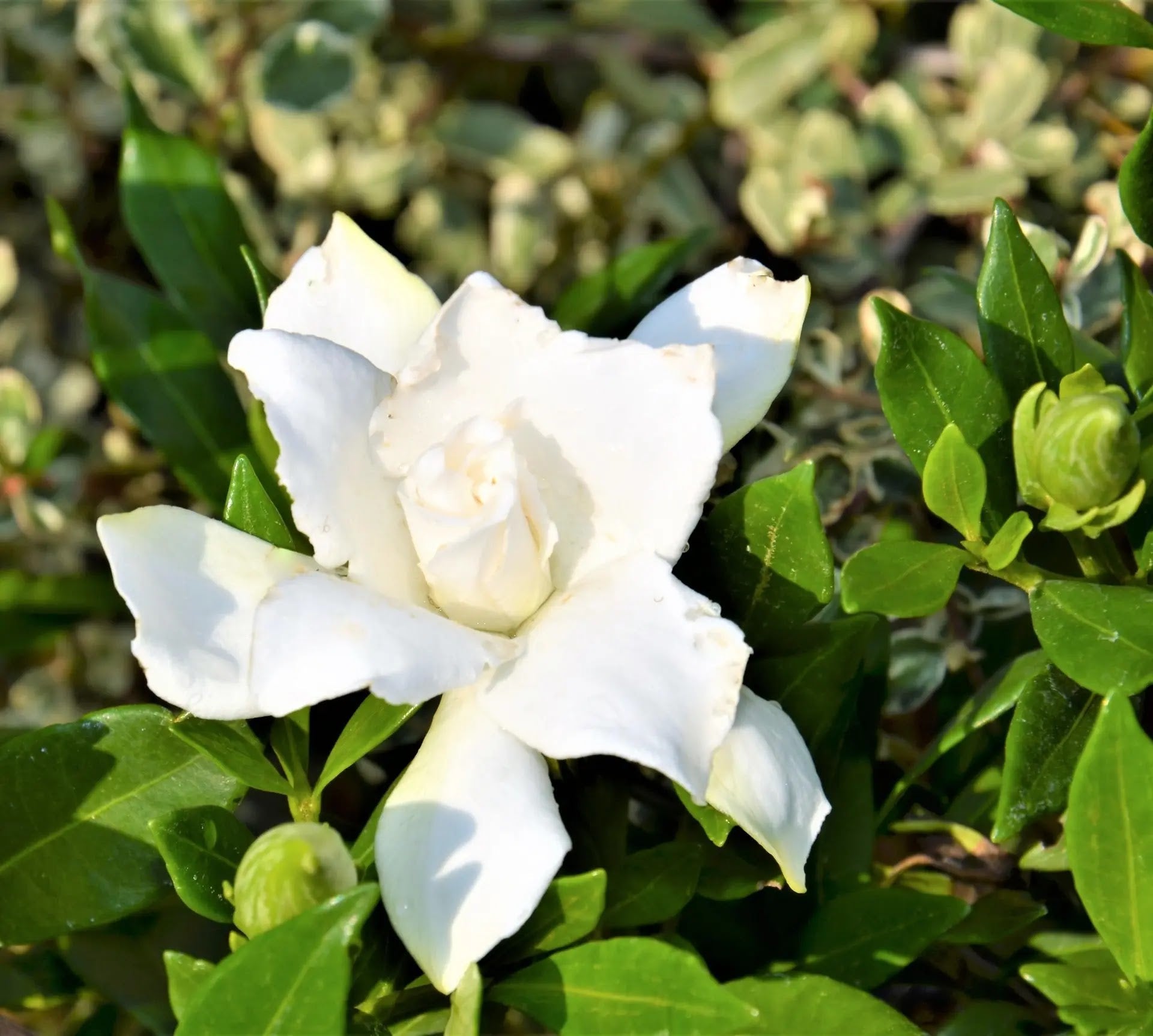 Gardenia jasminoides Radicans con portamento prostrato e fiori bianchi profumati in giardino roccioso