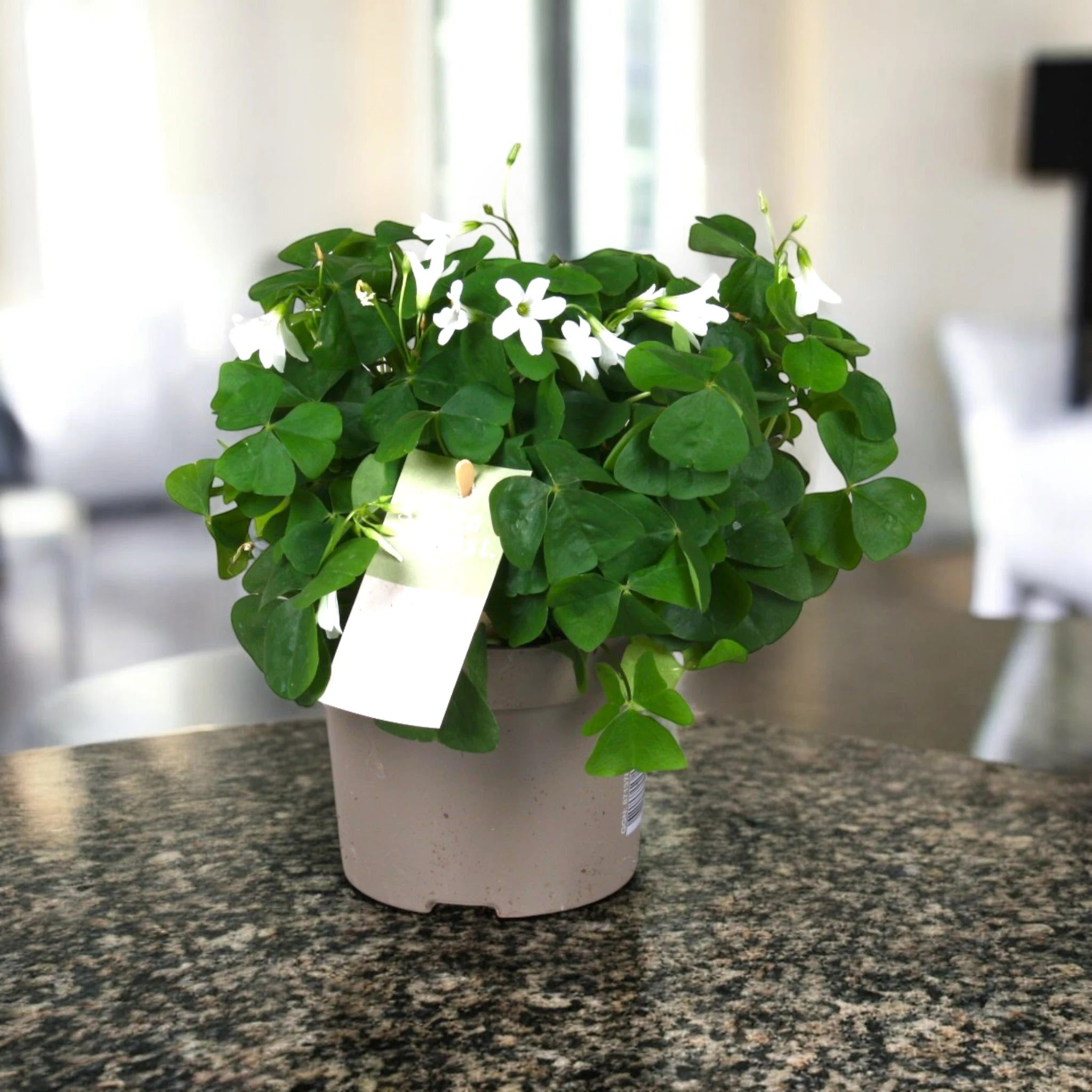 Oxalis triangularis