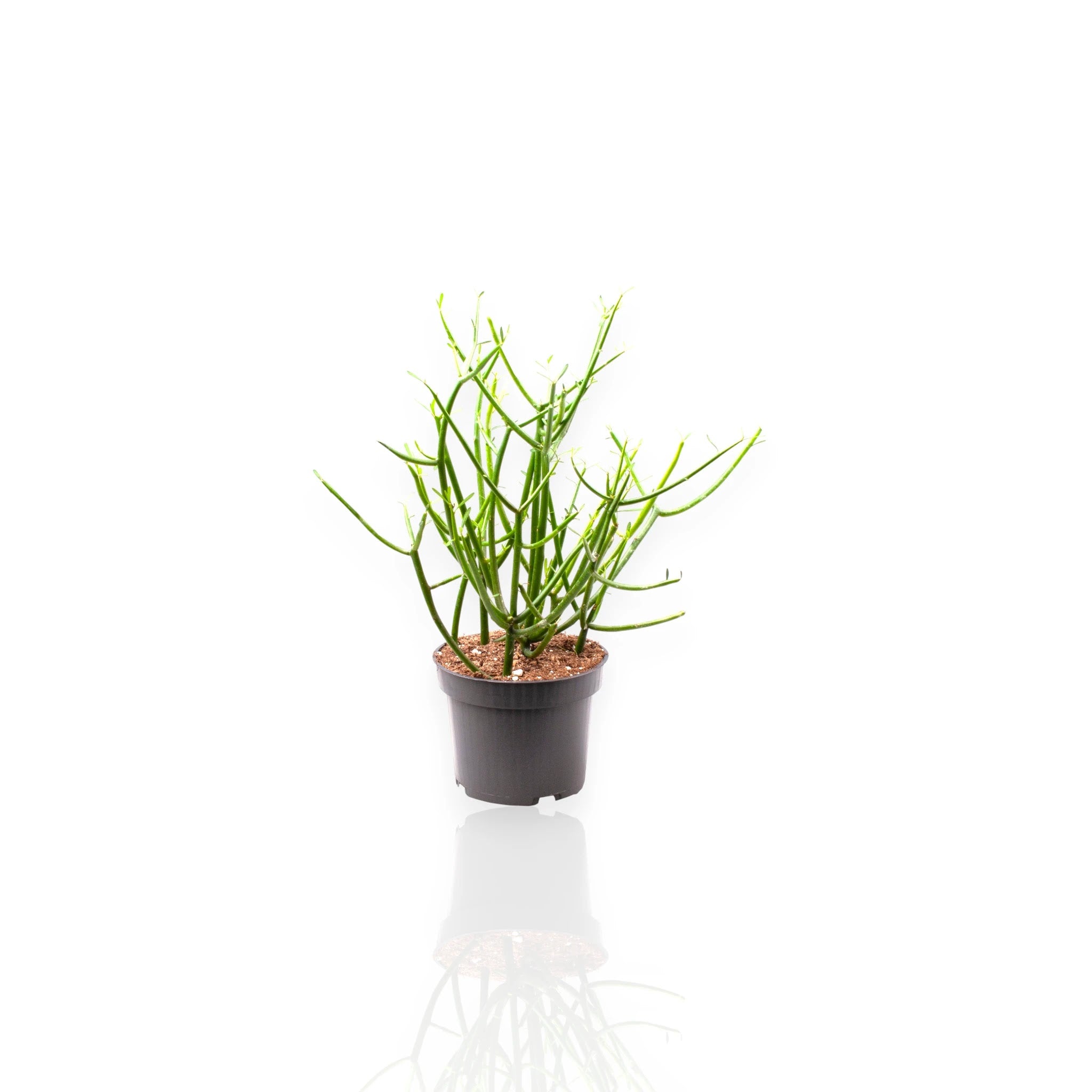 Euphorbia tirucalli pianta matita con rami cilindrici verdi in vaso da interno