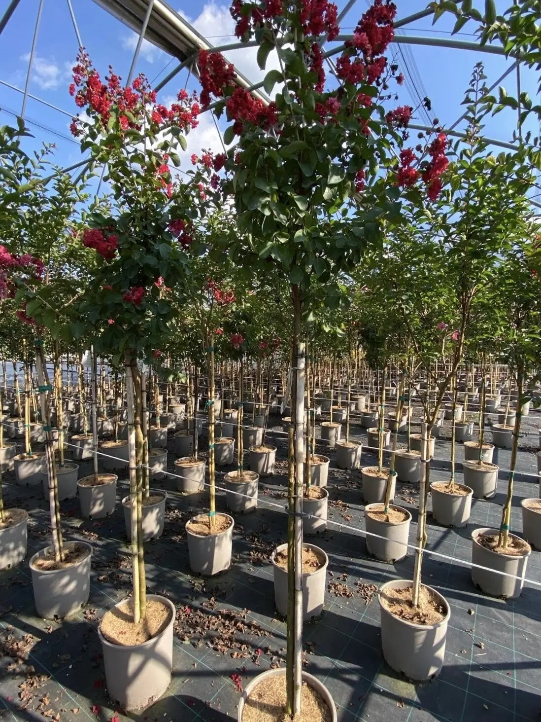 Lagerstroemia 'Dynamite'