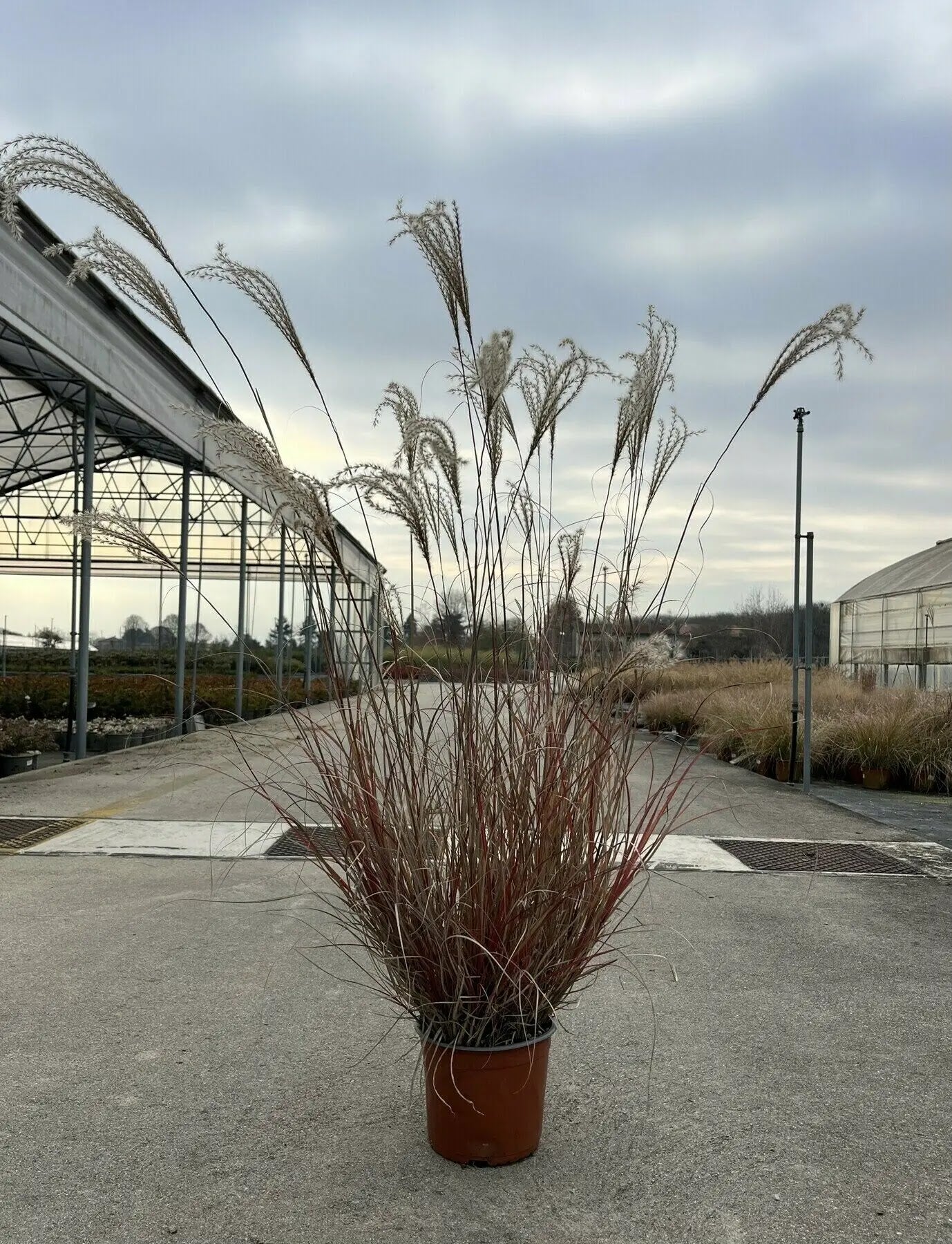 Miscanthus Adagio compatto in fioritura con pannocchie argentee