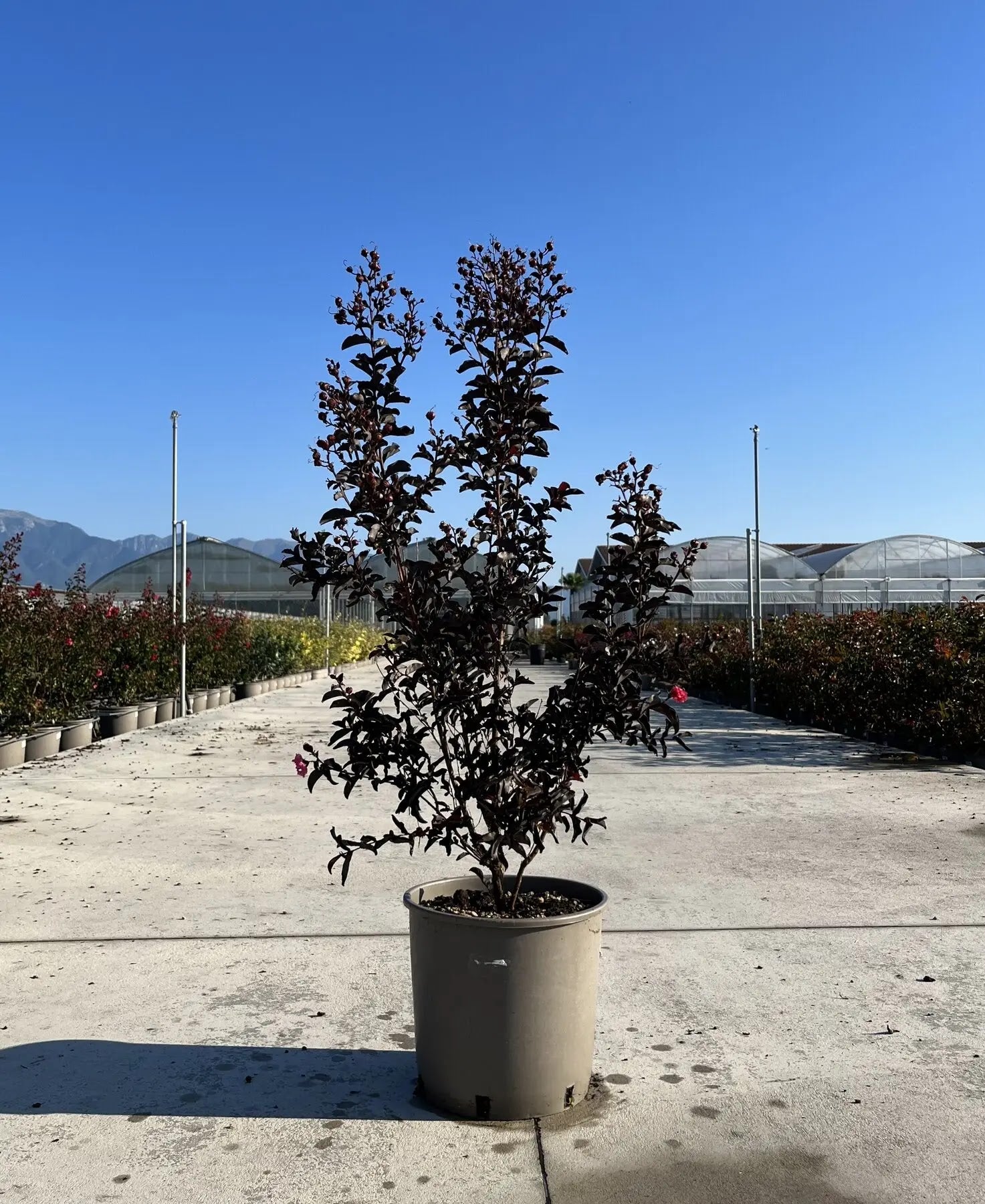 Dettaglio fiori rossi crespi e foglie rosso-viola di Lagerstroemia Black Solitaire Red Hot