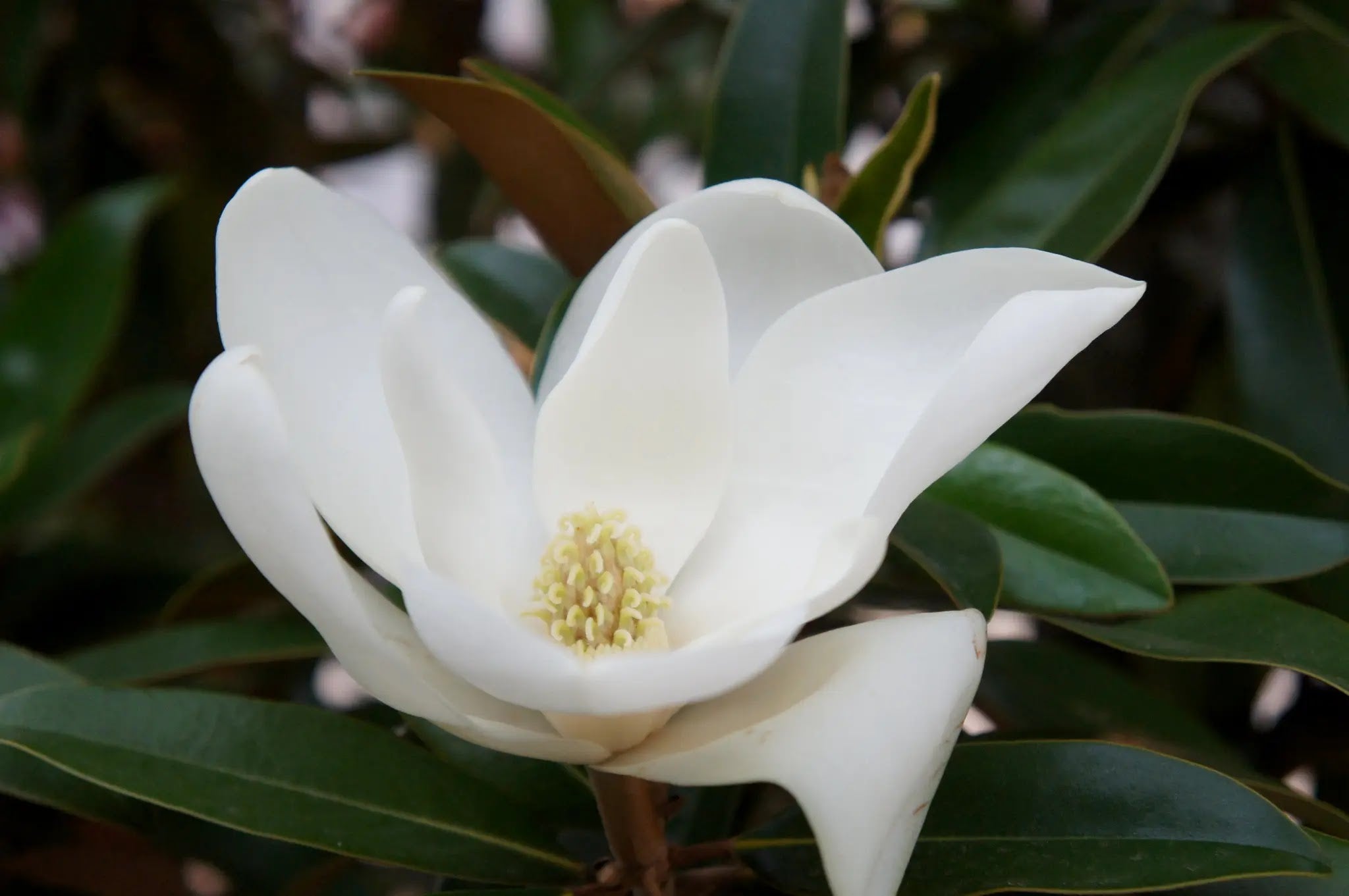 Magnolia grandiflora Alta con portamento slanciato e fogliame sempreverde lucido in giardino formale