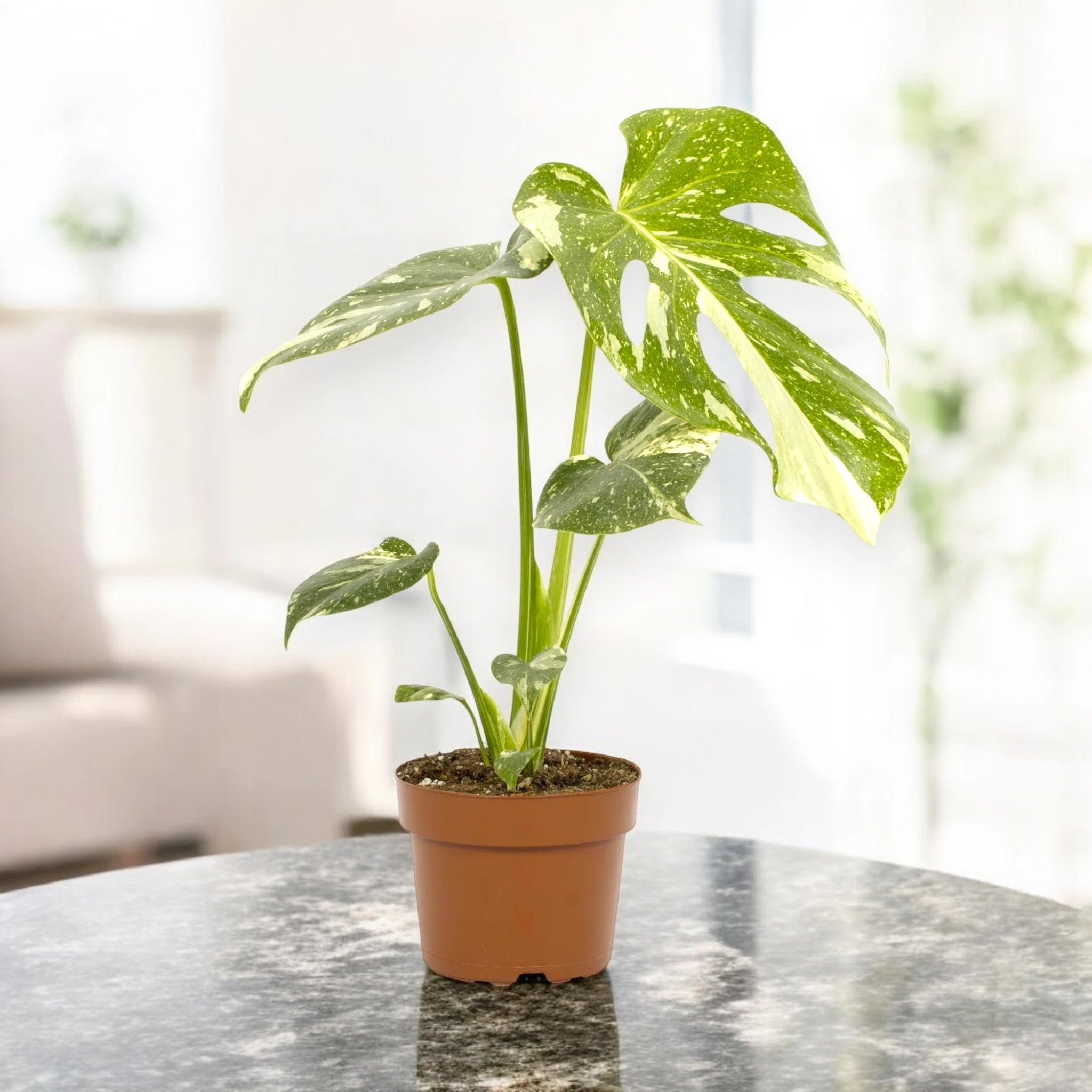 Monstera deliciosa