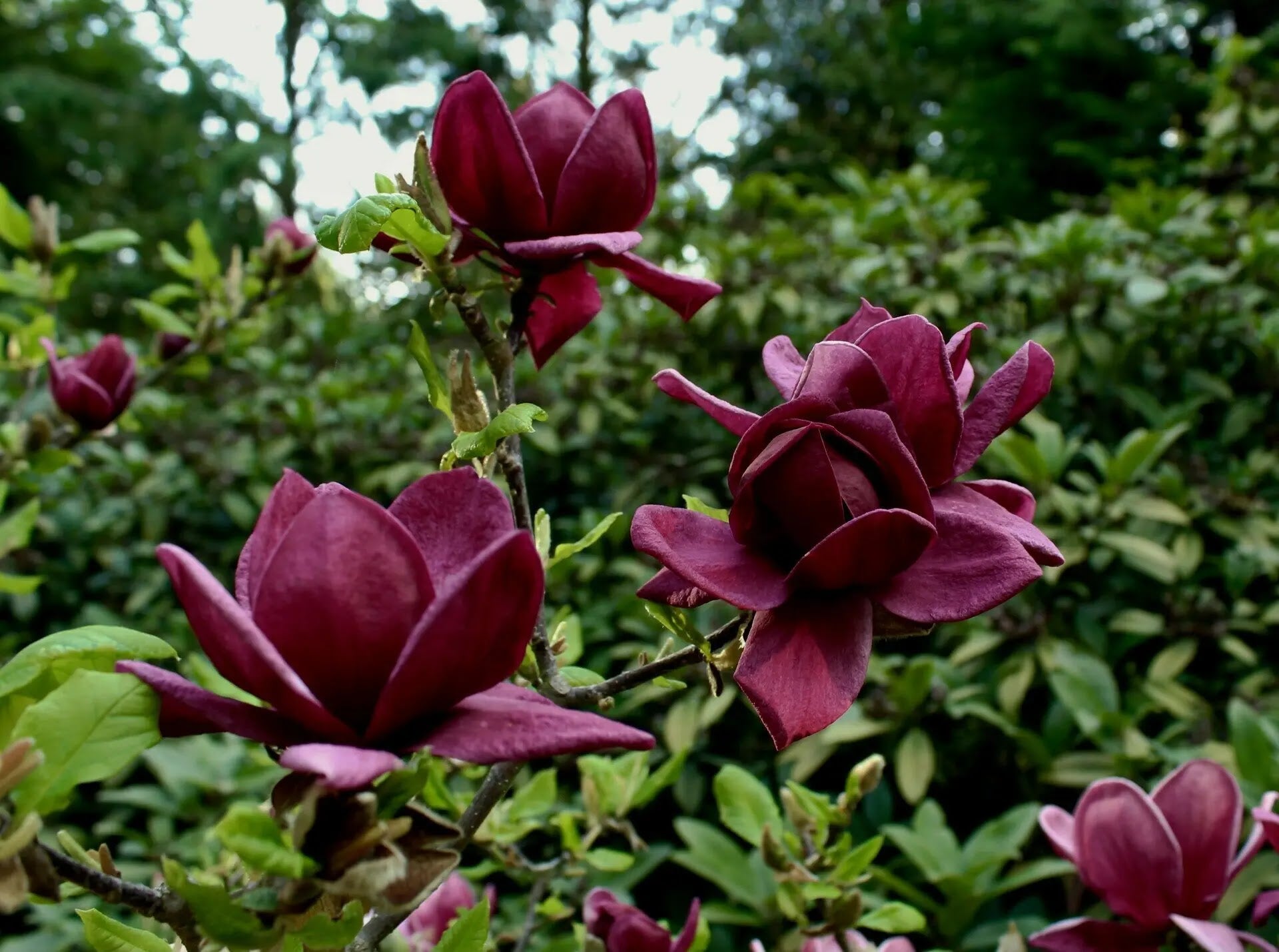 Magnolia Genie arbusto compatto con fiori viola-rosa a coppa in giardino primaverile