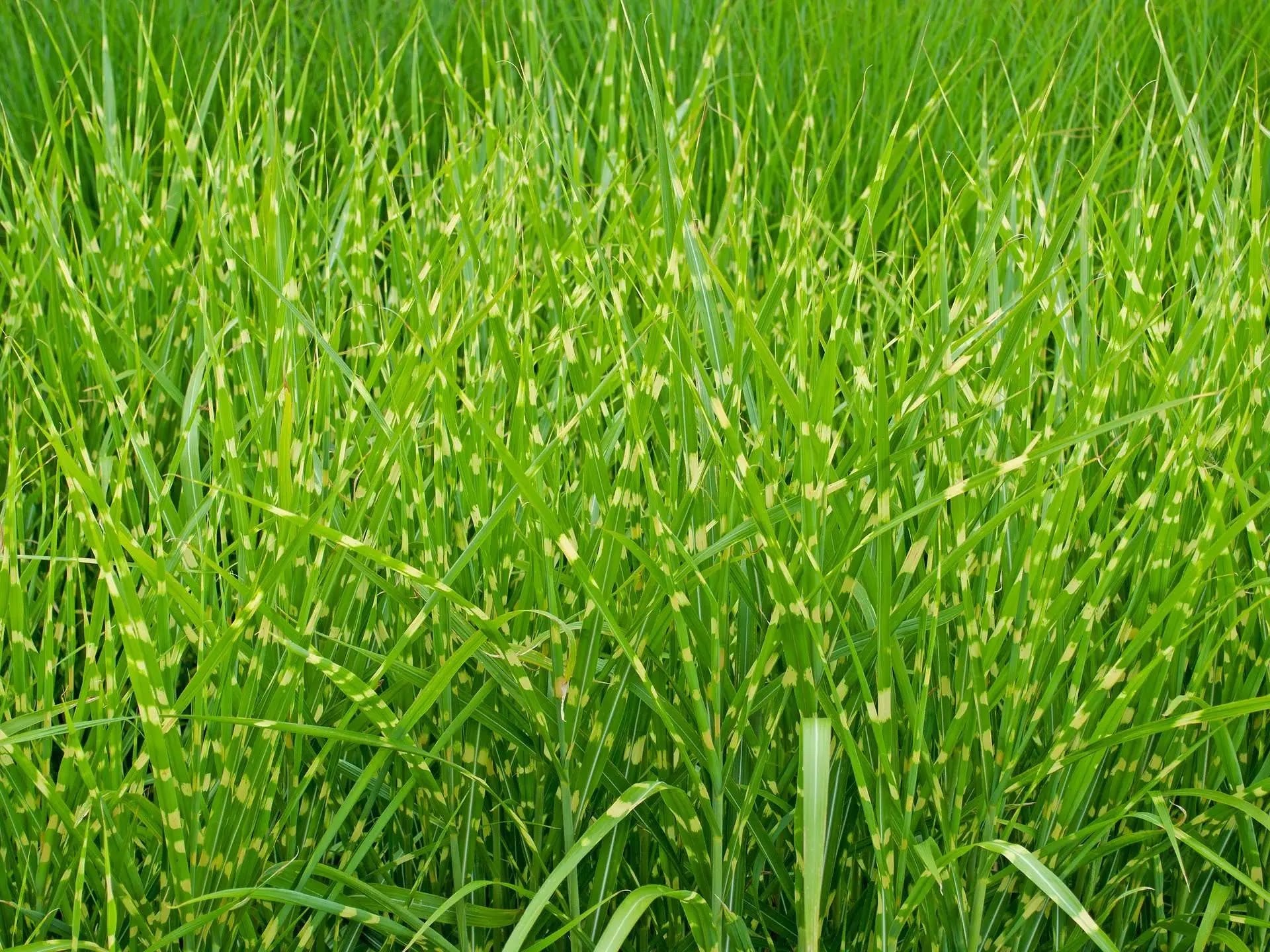 Miscanthus sinensis Strictus in giardino con fogliame rigato verde e giallo crema