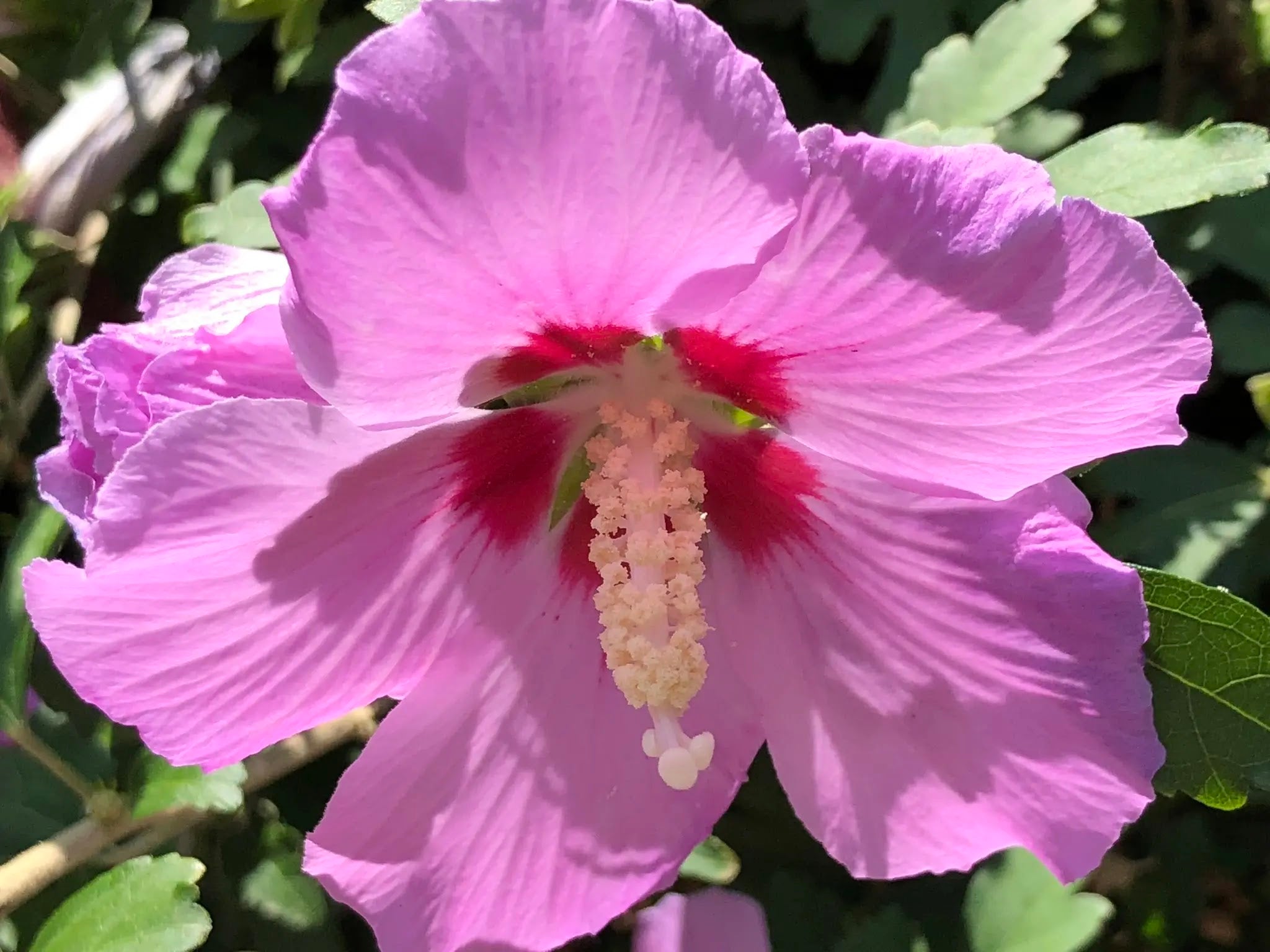 Hibiscus syriacus Eruption arbusto fiorito con fiori doppi rosso fuoco in giardino soleggiato