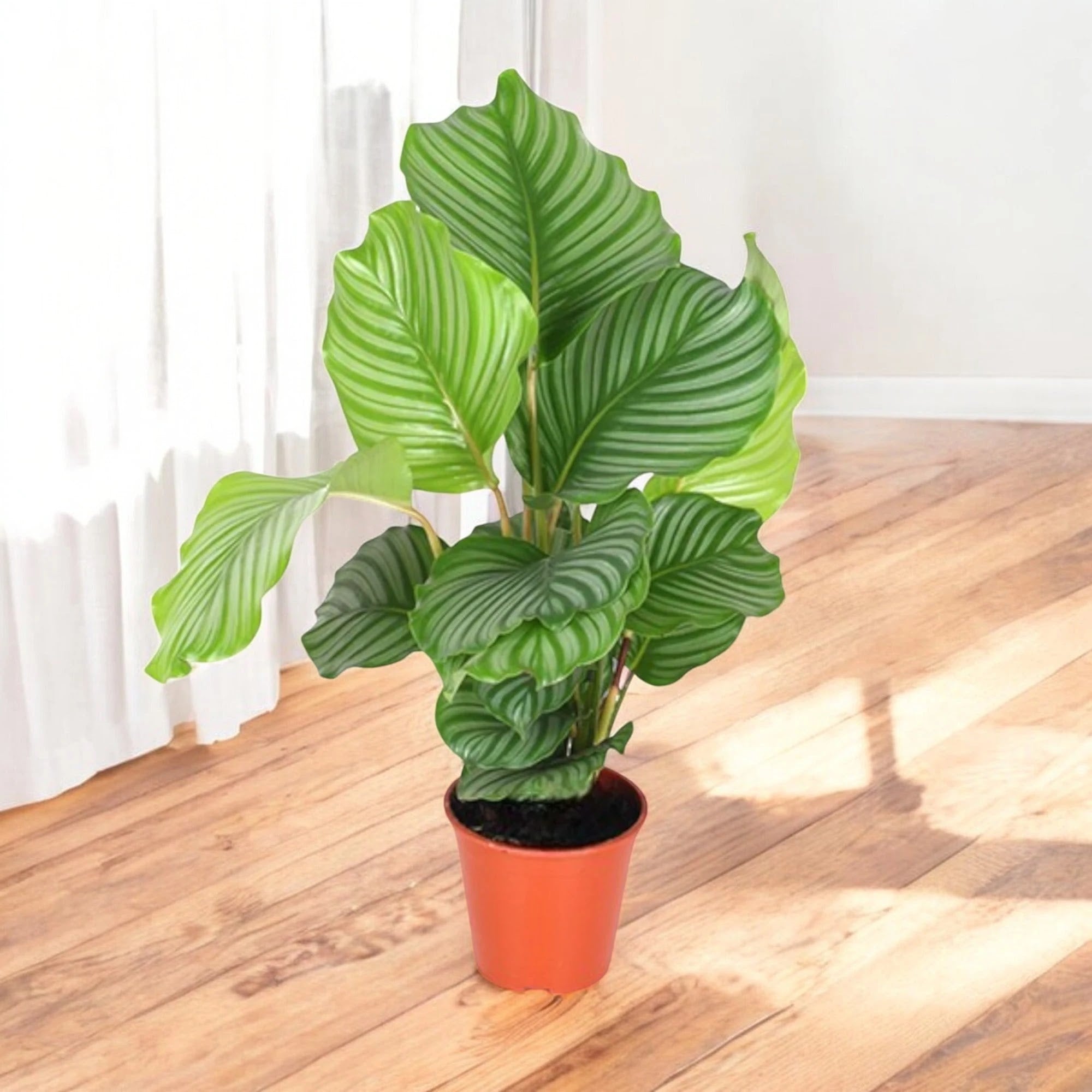 Calathea orbifolia
