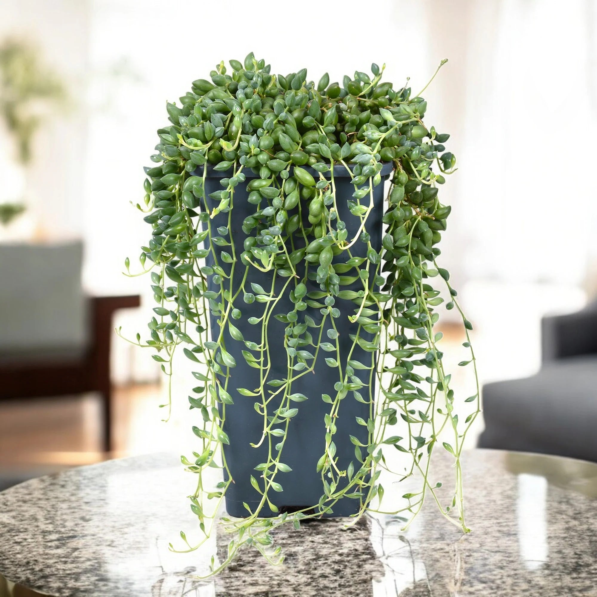 Dettaglio foglie sferiche verdi di Senecio herreianus con striscia traslucida