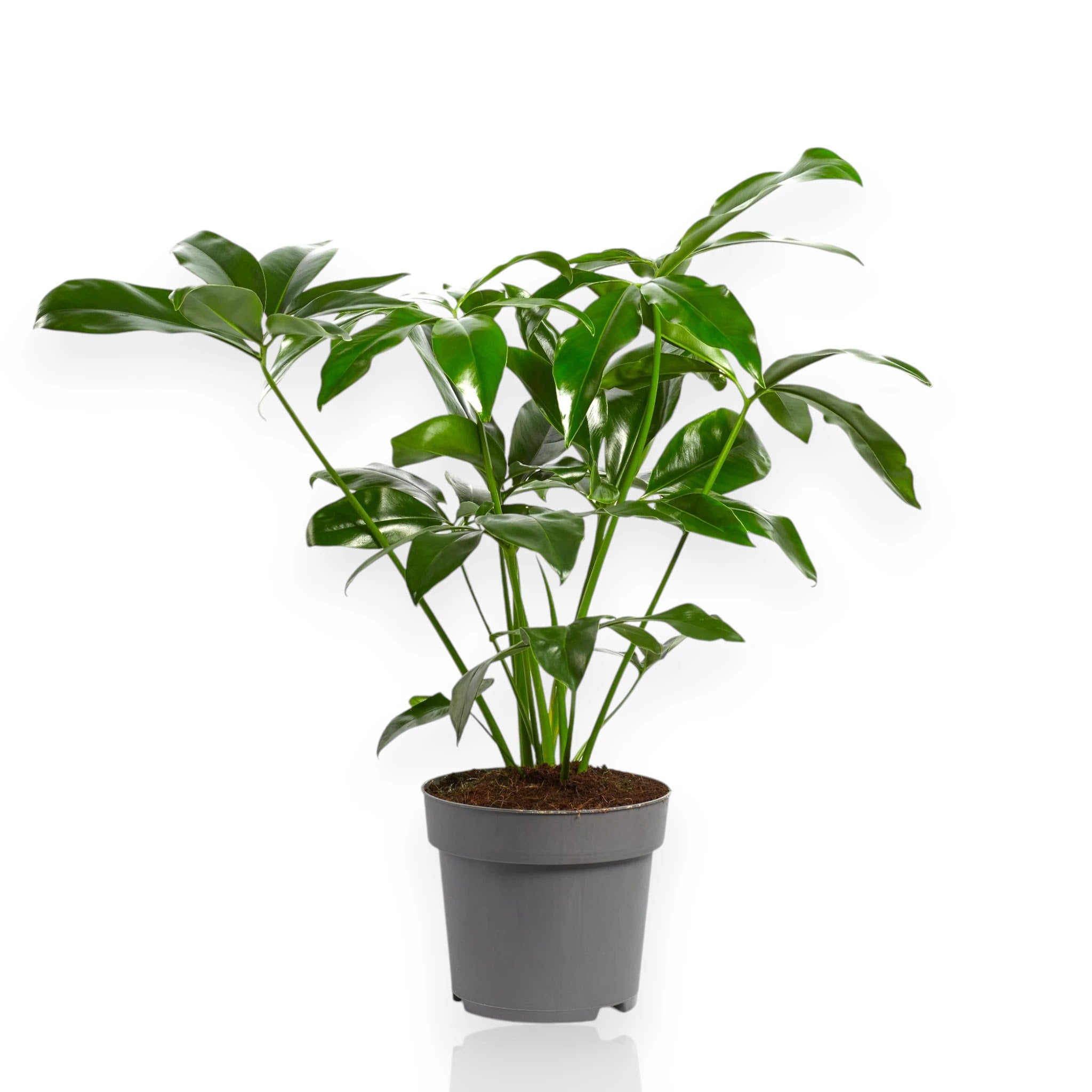 Philodendron Fun Bun Green Wonder in vaso con foglie lucide compatte