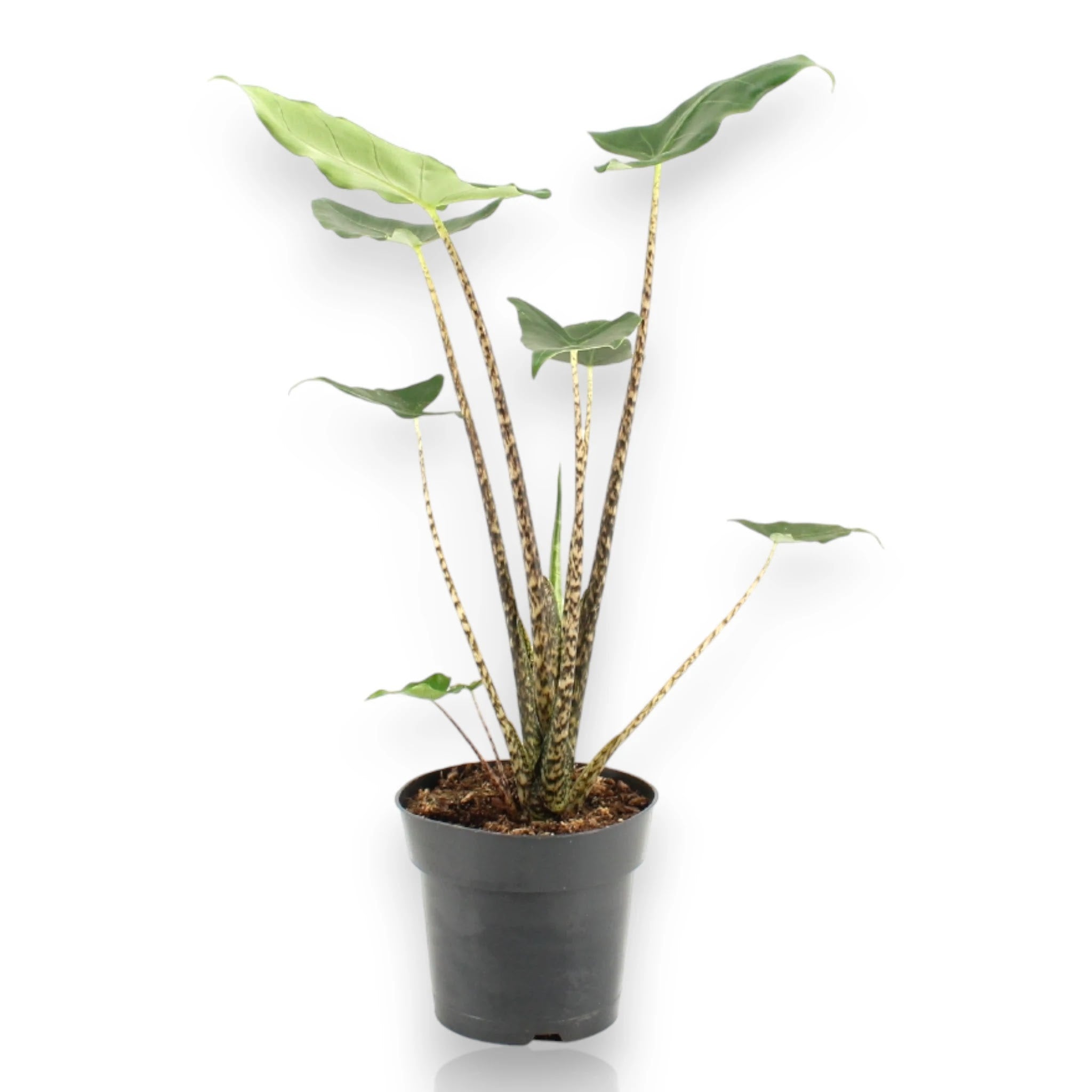 Alocasia zebrina Siberian Tiger con fusti zebrati bianco-neri e grandi foglie cuoriformi in vaso da appartamento