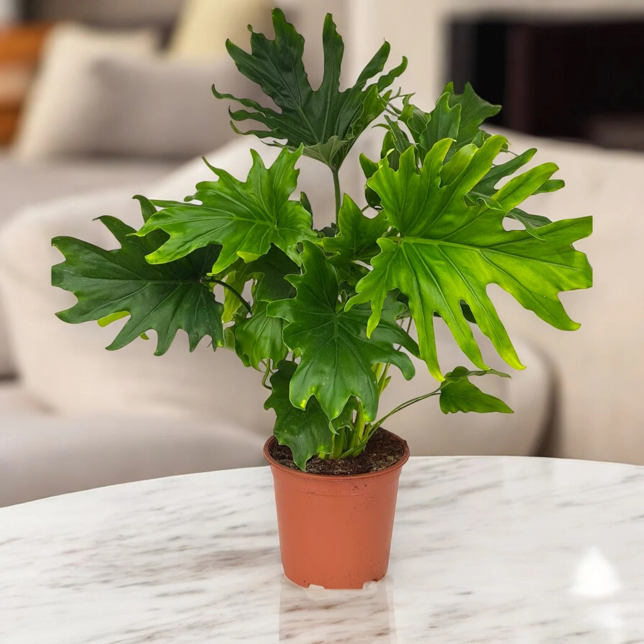 Philodendron 'Lickety Split'