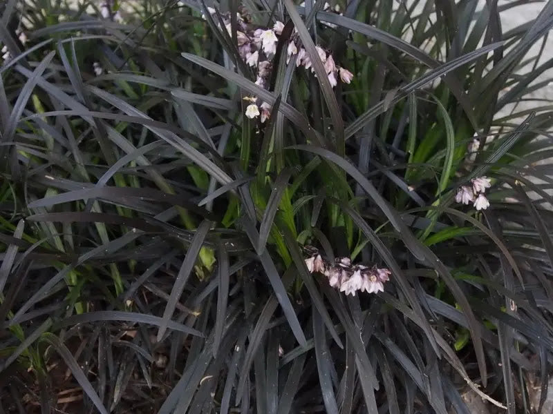 Ophiopogon planiscapus Nigrescens con fogliame nero tappezzante in giardino ombreggiato