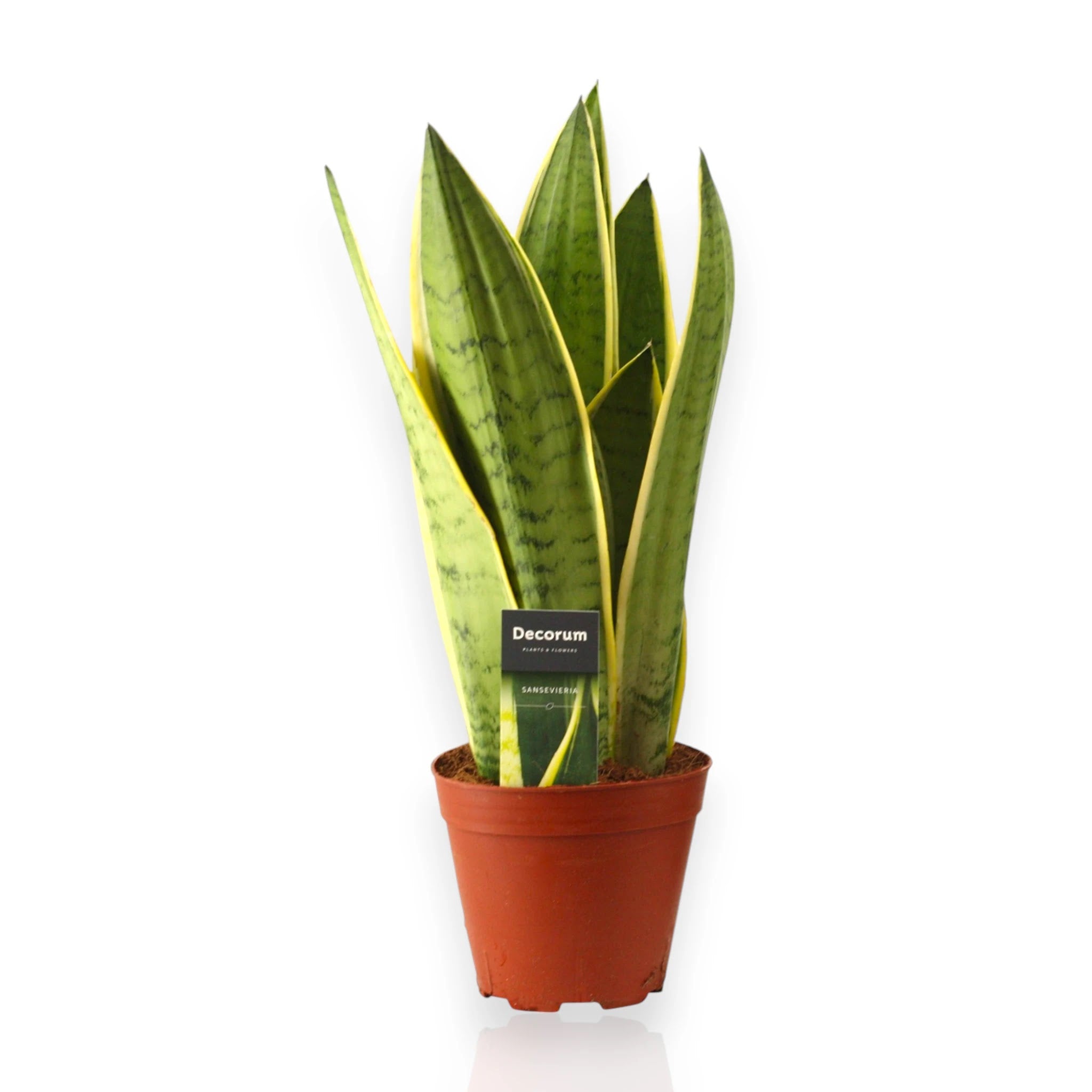 Sansevieria trifasciata White Snow in vaso con foglie verdi bordate di bianco cremoso