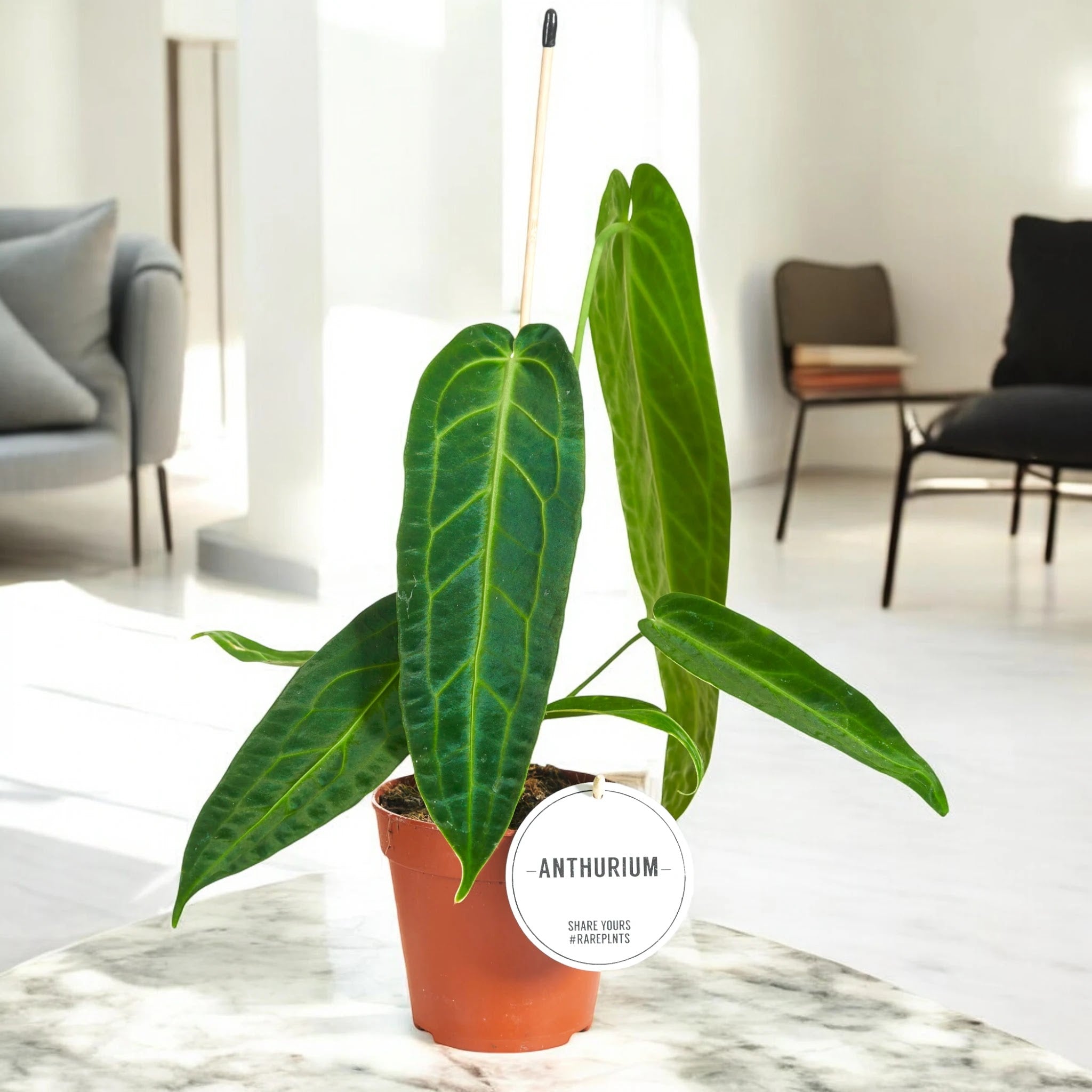 Dettaglio foglia Anthurium warocqueanum che mostra texture vellutata e nervature argentee