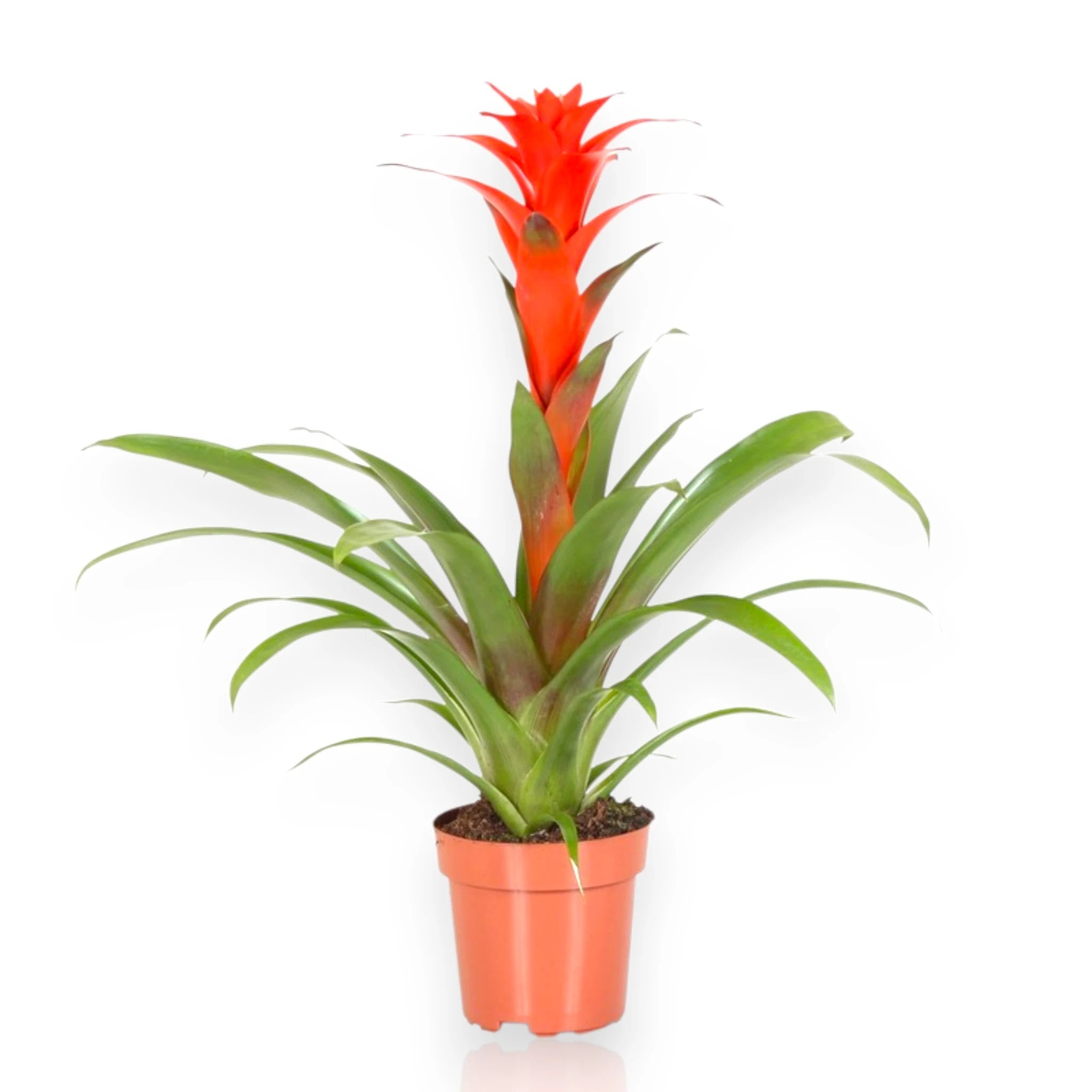 Guzmania Calypso con brattee colorate al centro della rosetta verde in vaso decorativo