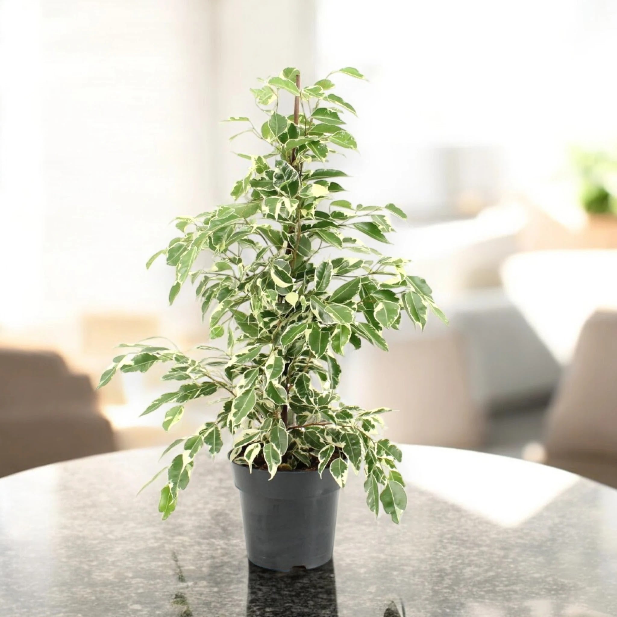 Ficus benjamina 'Twilight'
