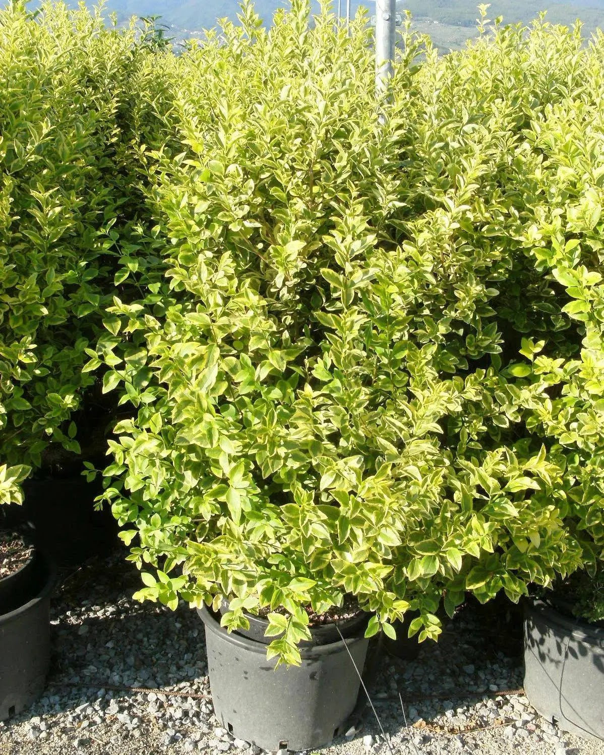 Ligustro Aureum con fogliame verde marginato oro in giardino, arbusto sempreverde per siepi decorative