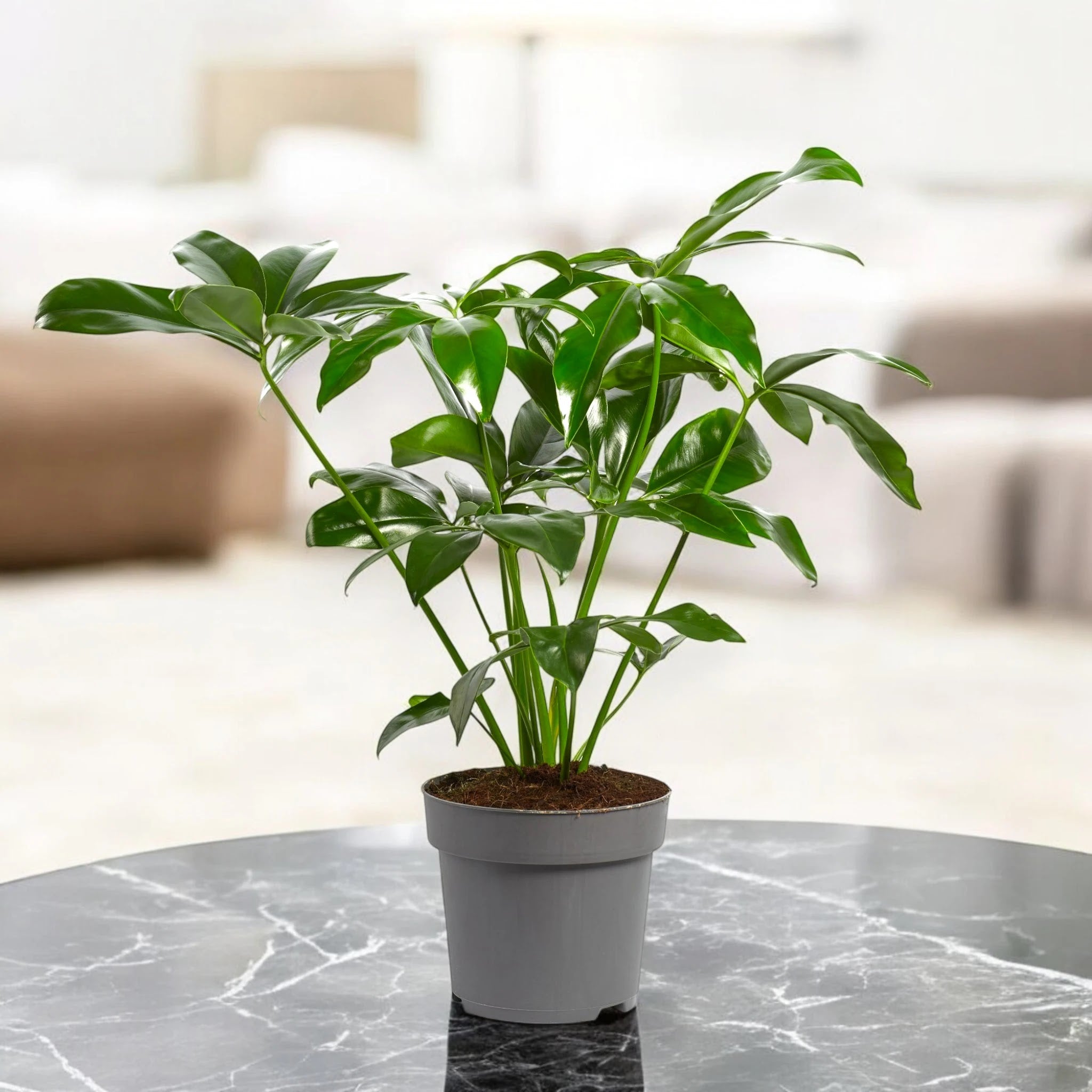 Philodendron 'Fun bun' Green wonder