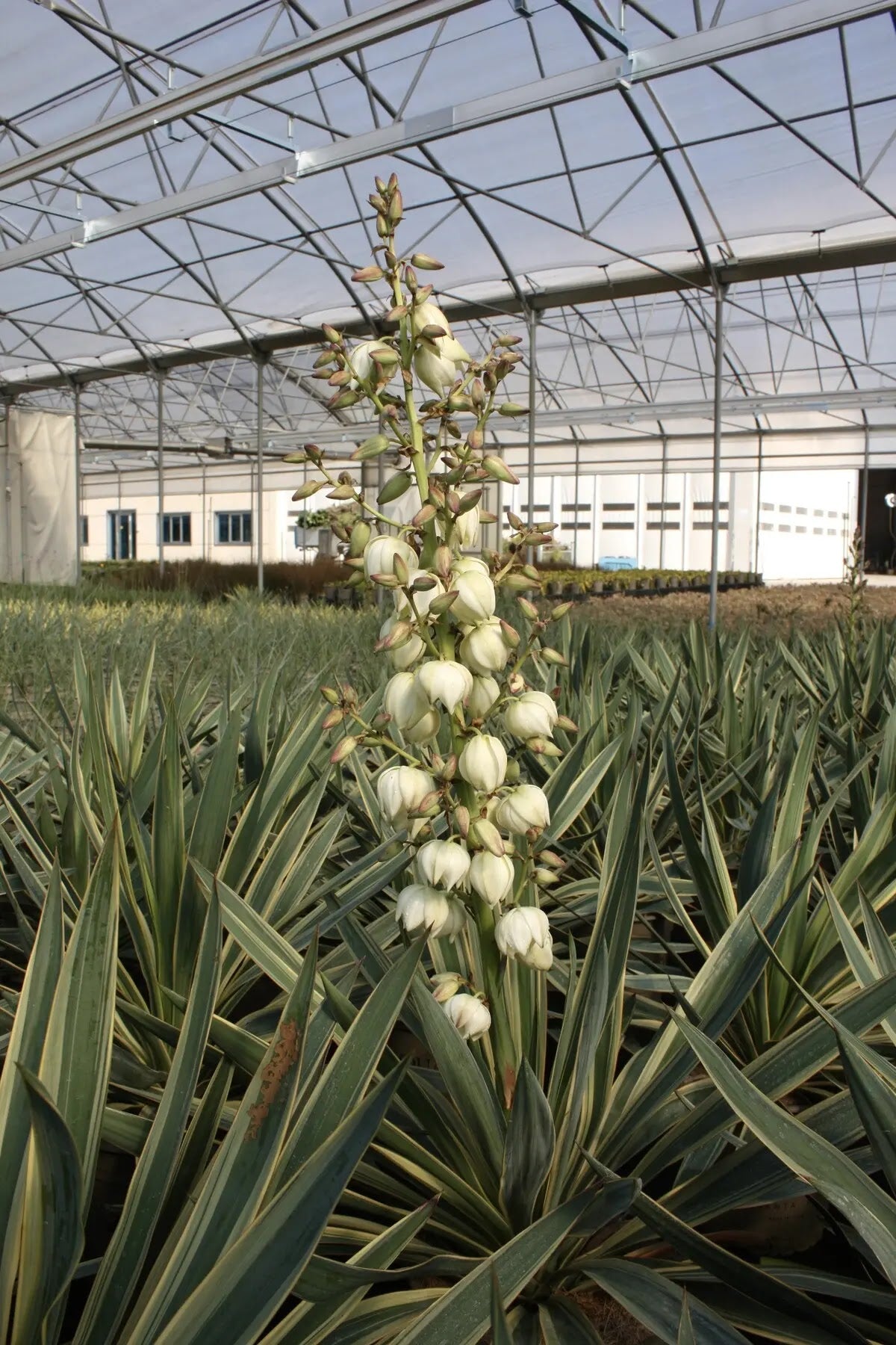 Yucca 'Gloriosa Variegata'