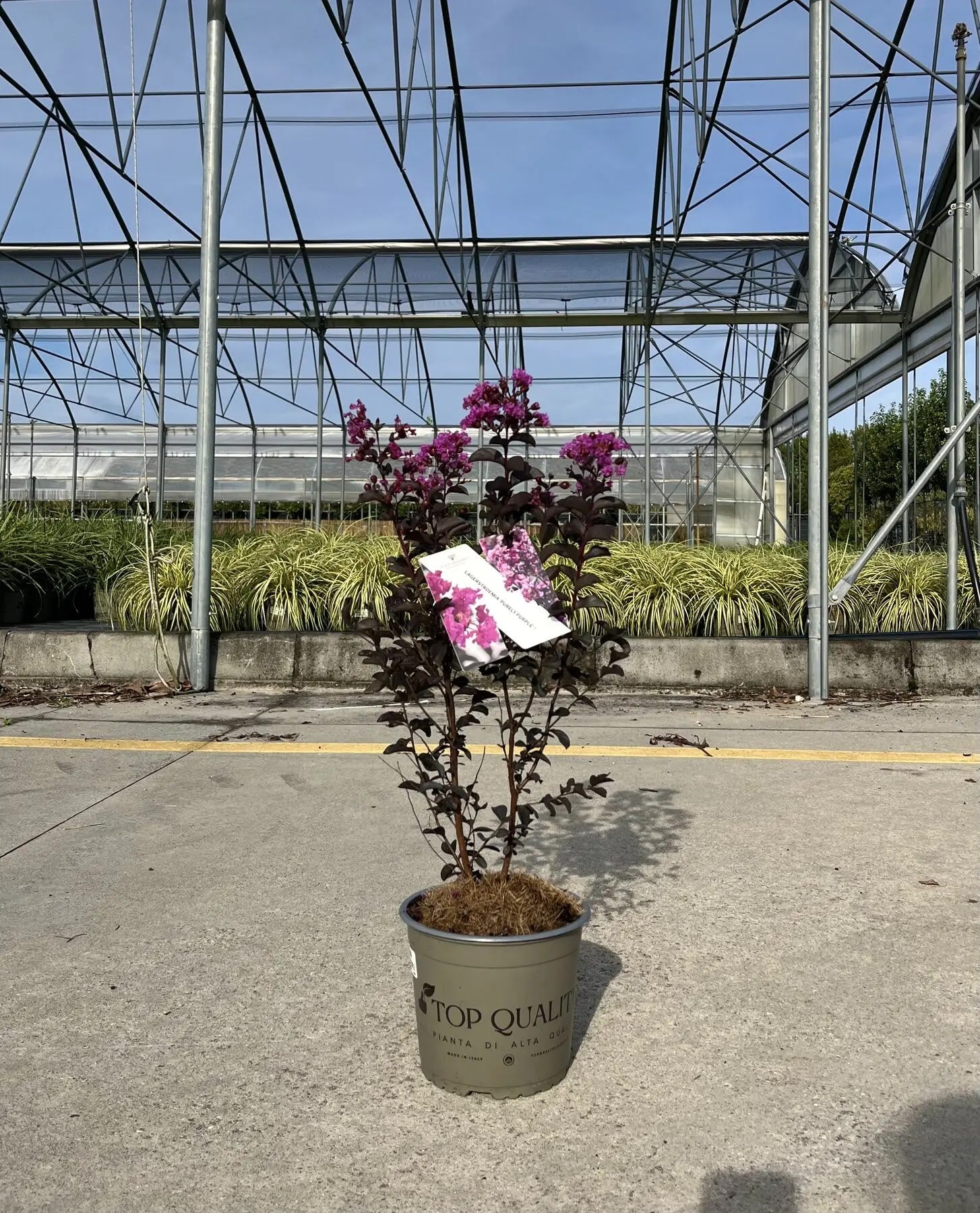 Dettaglio fiori crespi viola intenso di Lagerstroemia Black Solitaire Purely Purple