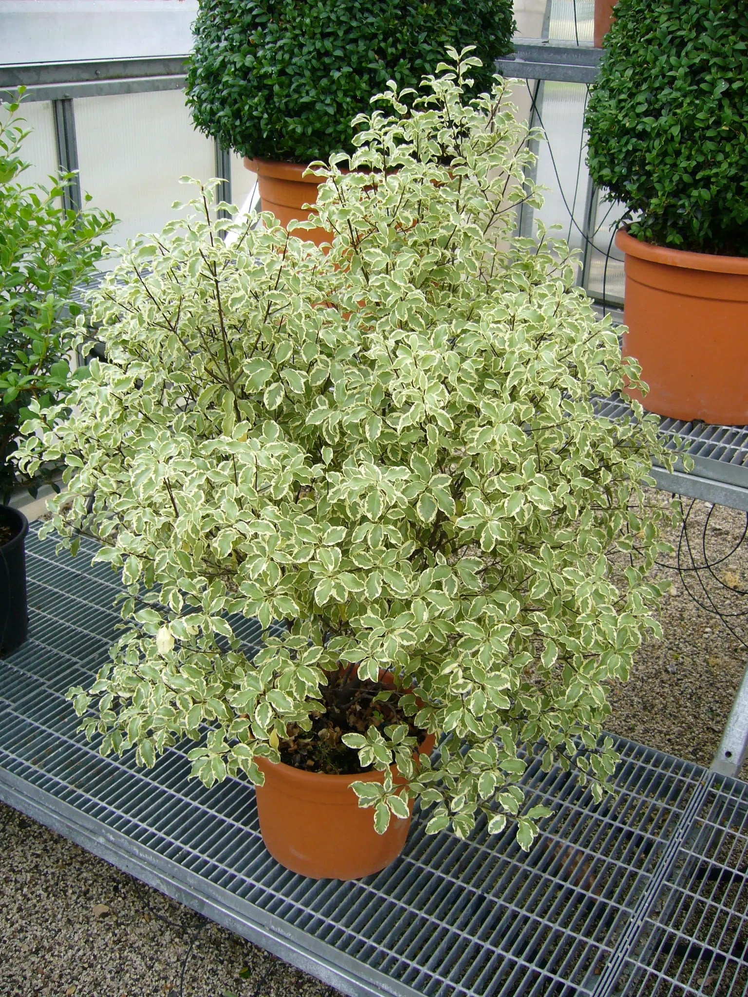 Pittosporo Silver Queen arbusto sempreverde con fogliame verde-argentato variegato in giardino