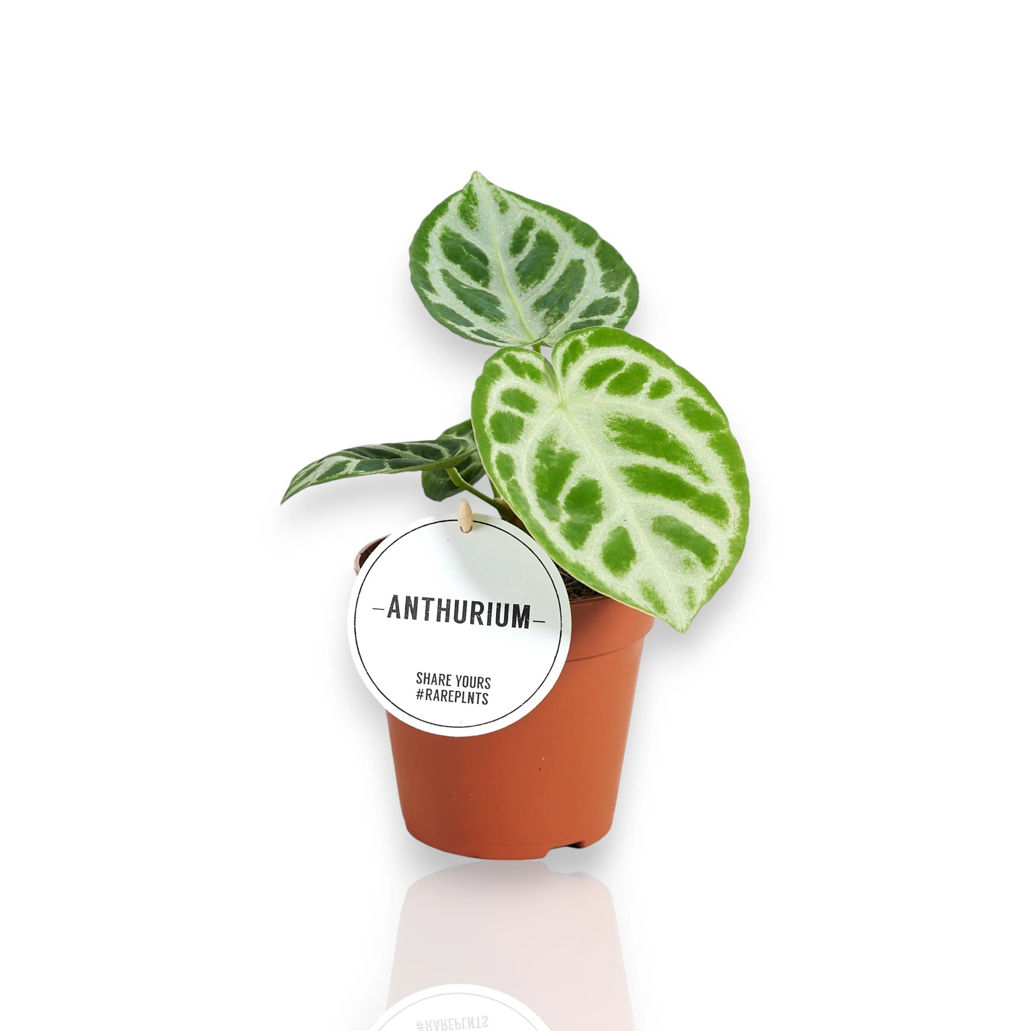 Anthurium Silver Blush in vaso, pianta da interno con foglie argentate lucide