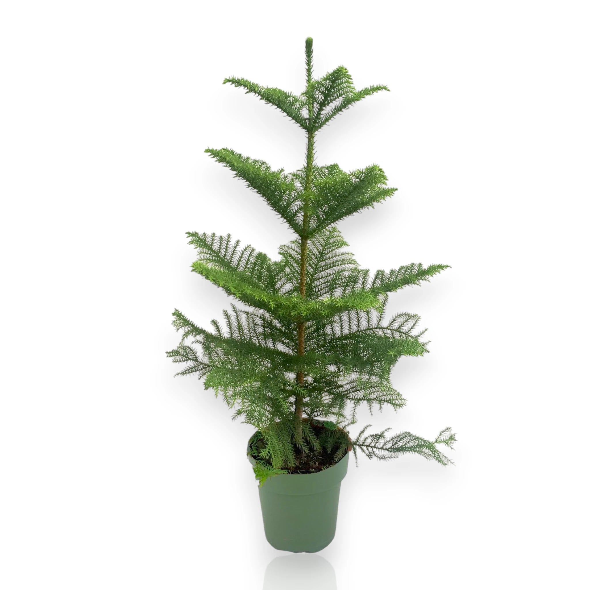Araucaria heterophylla in vaso, conifera da interno con rami disposti a palchi geometrici in soggiorno moderno
